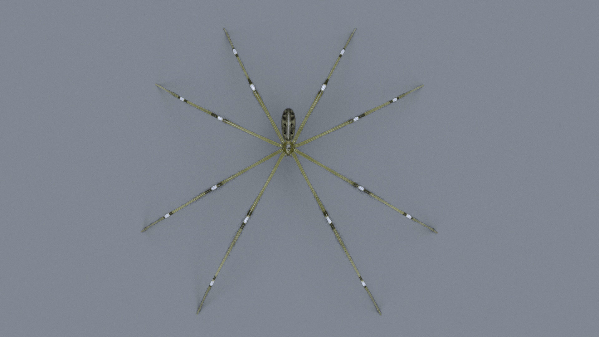 Daddy Long Legs Low-poly 3D model_4