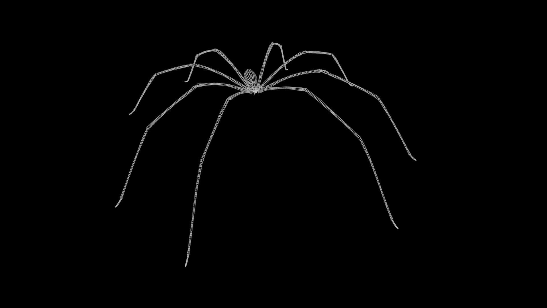 Daddy Long Legs Low-poly 3D model_8