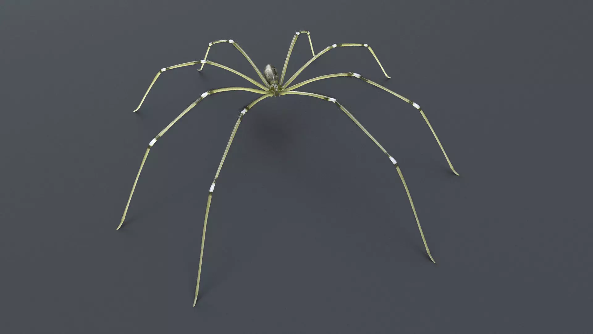 Daddy Long Legs Low-poly 3D model_0