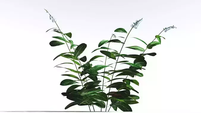 EVERYPlant Native Ginger 4 --15 Models-- 3D model