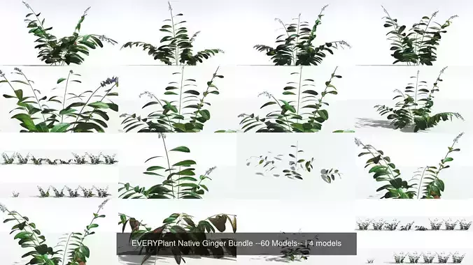 EVERYPlant Native Ginger Bundle --60 Models-- 3D Model Collection