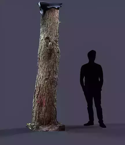 Karelian Pine 02 Raw Scan