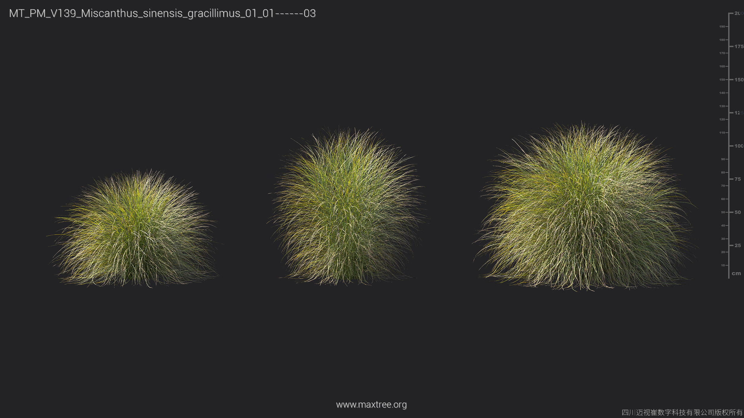 Maxtree Plant Models Vol 139 - Mesh 3D model_29
