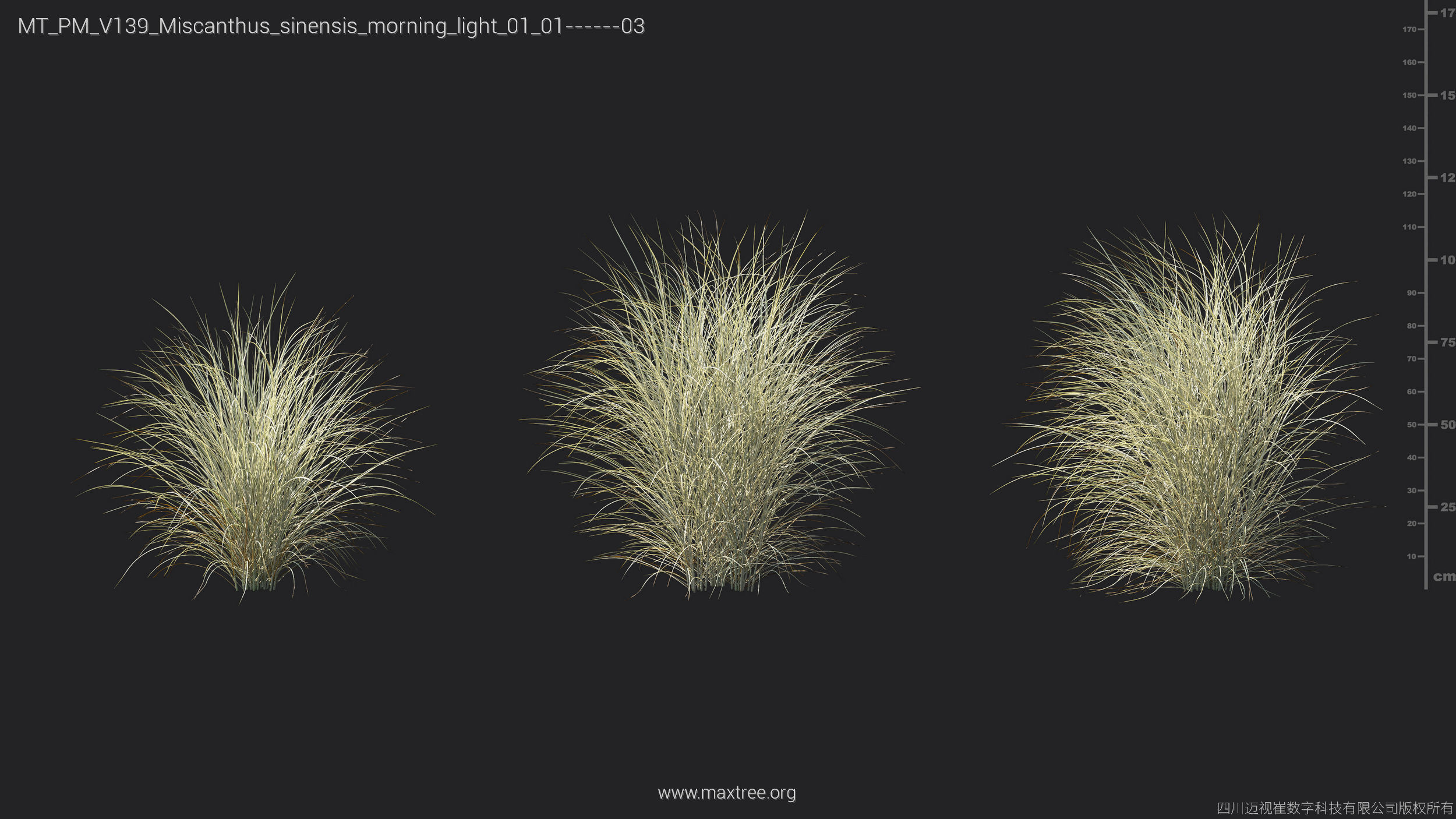 Maxtree Plant Models Vol 139 - Mesh 3D model_33