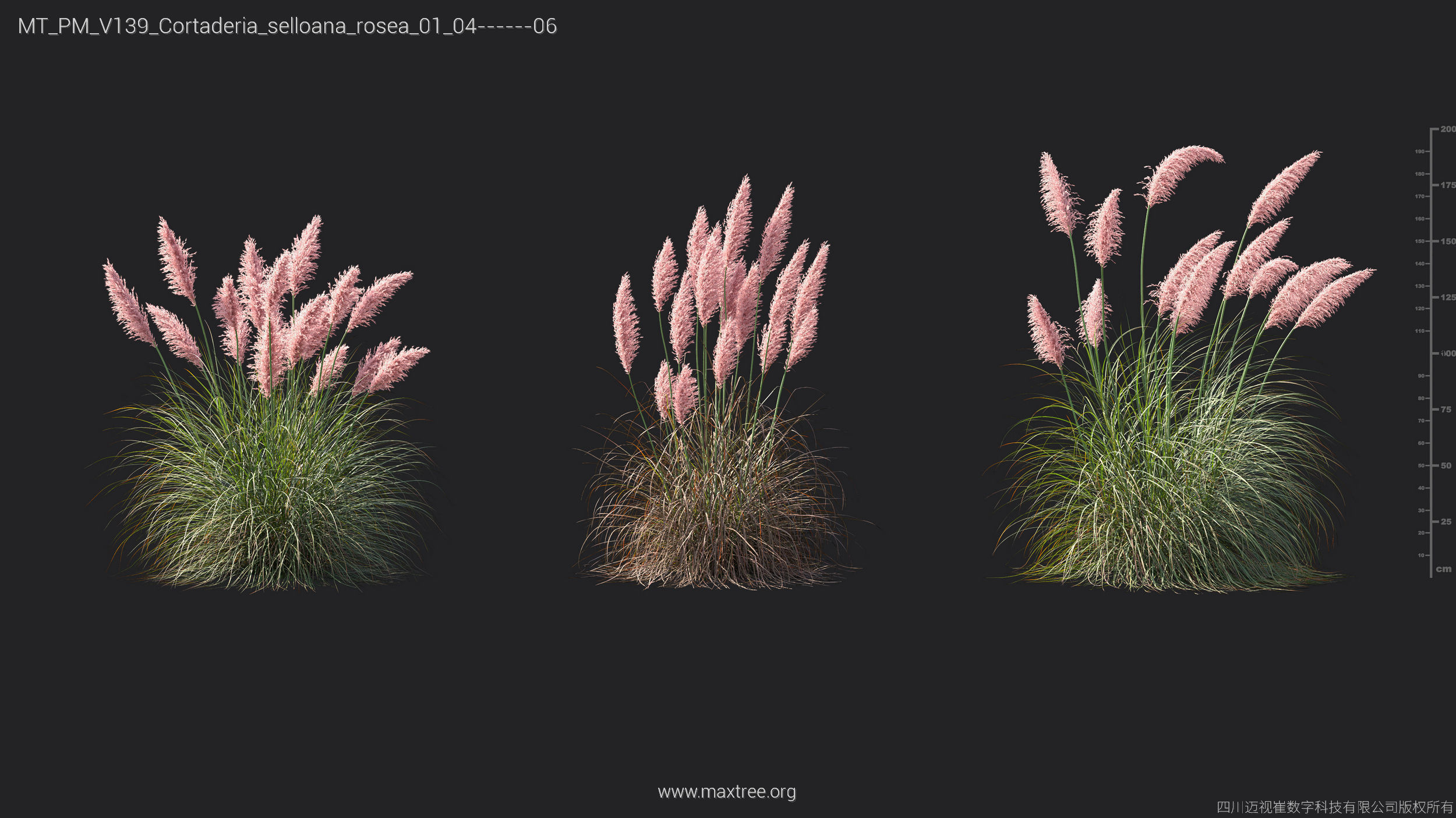 Maxtree Plant Models Vol 139 - Mesh 3D model_10