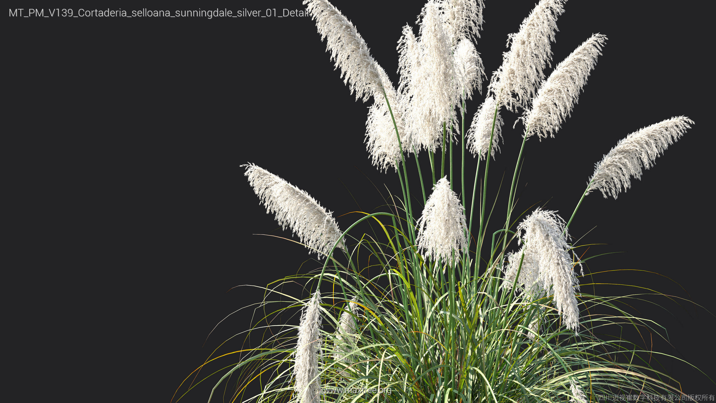 Maxtree Plant Models Vol 139 - Mesh 3D model_16