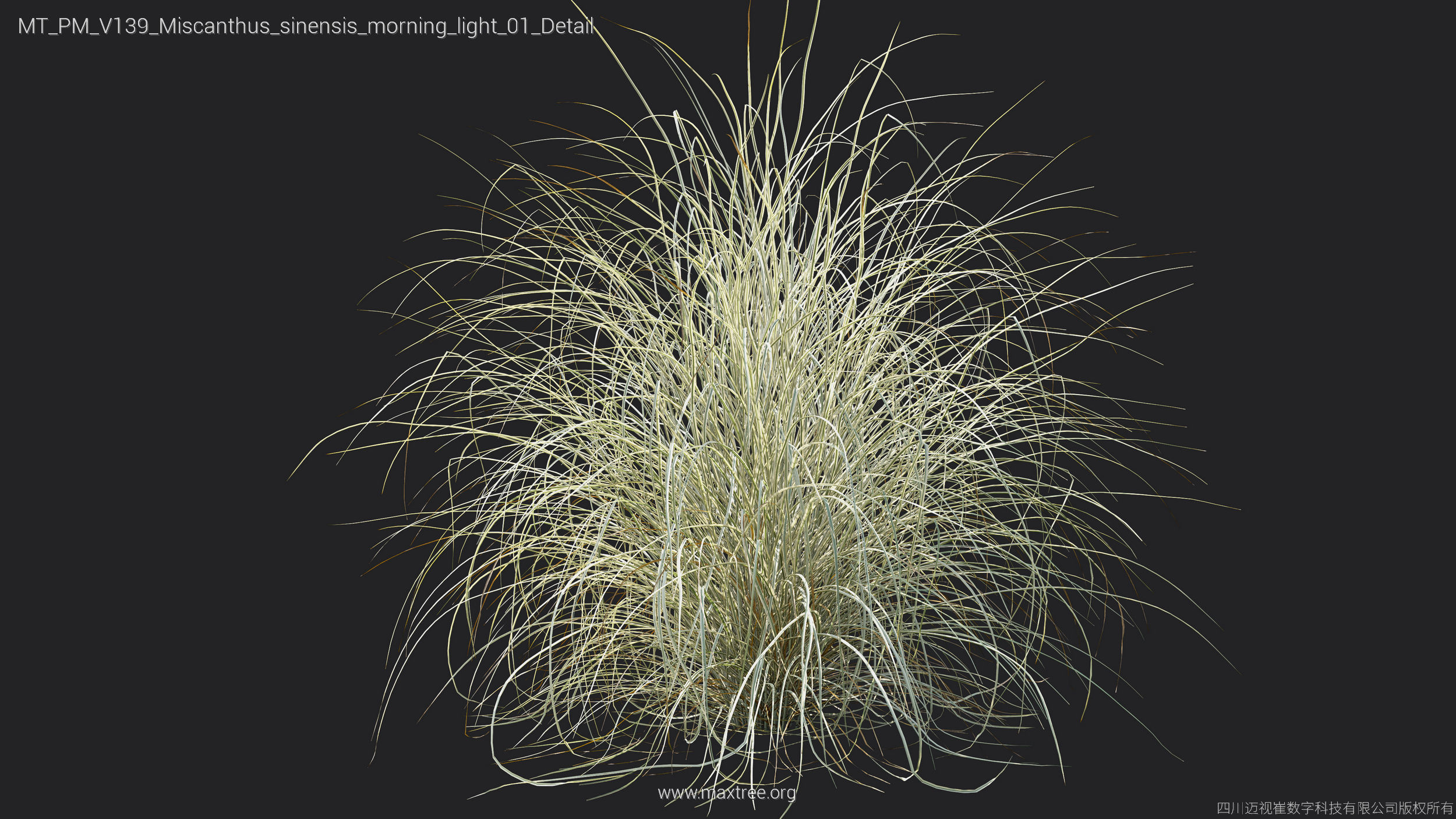 Maxtree Plant Models Vol 139 - Mesh 3D model_36