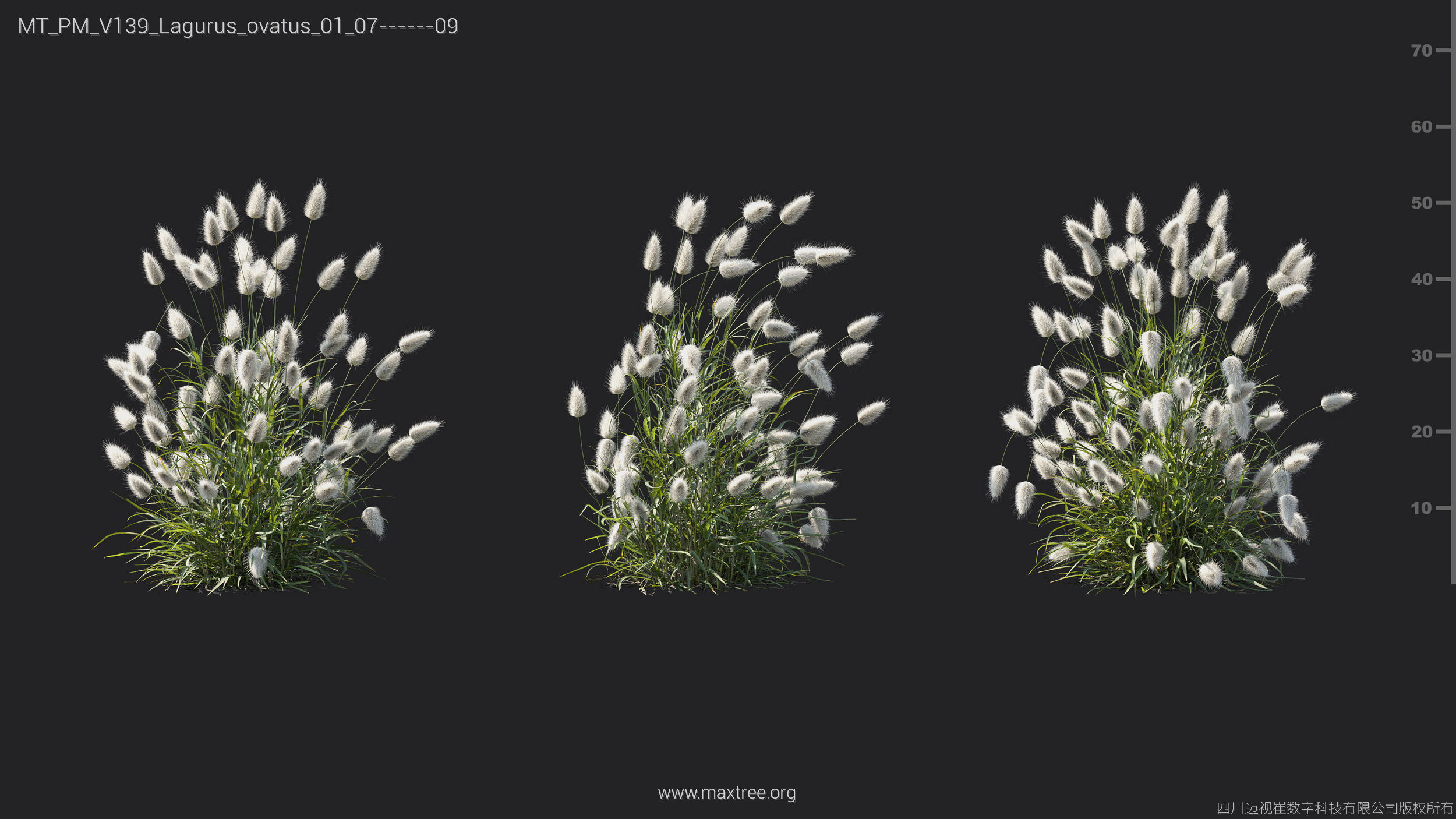 Maxtree Plant Models Vol 139 - Mesh 3D model_23