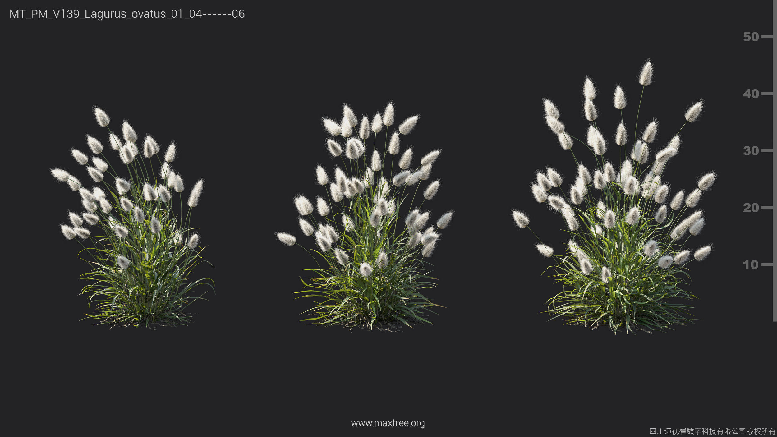 Maxtree Plant Models Vol 139 - Mesh 3D model_22