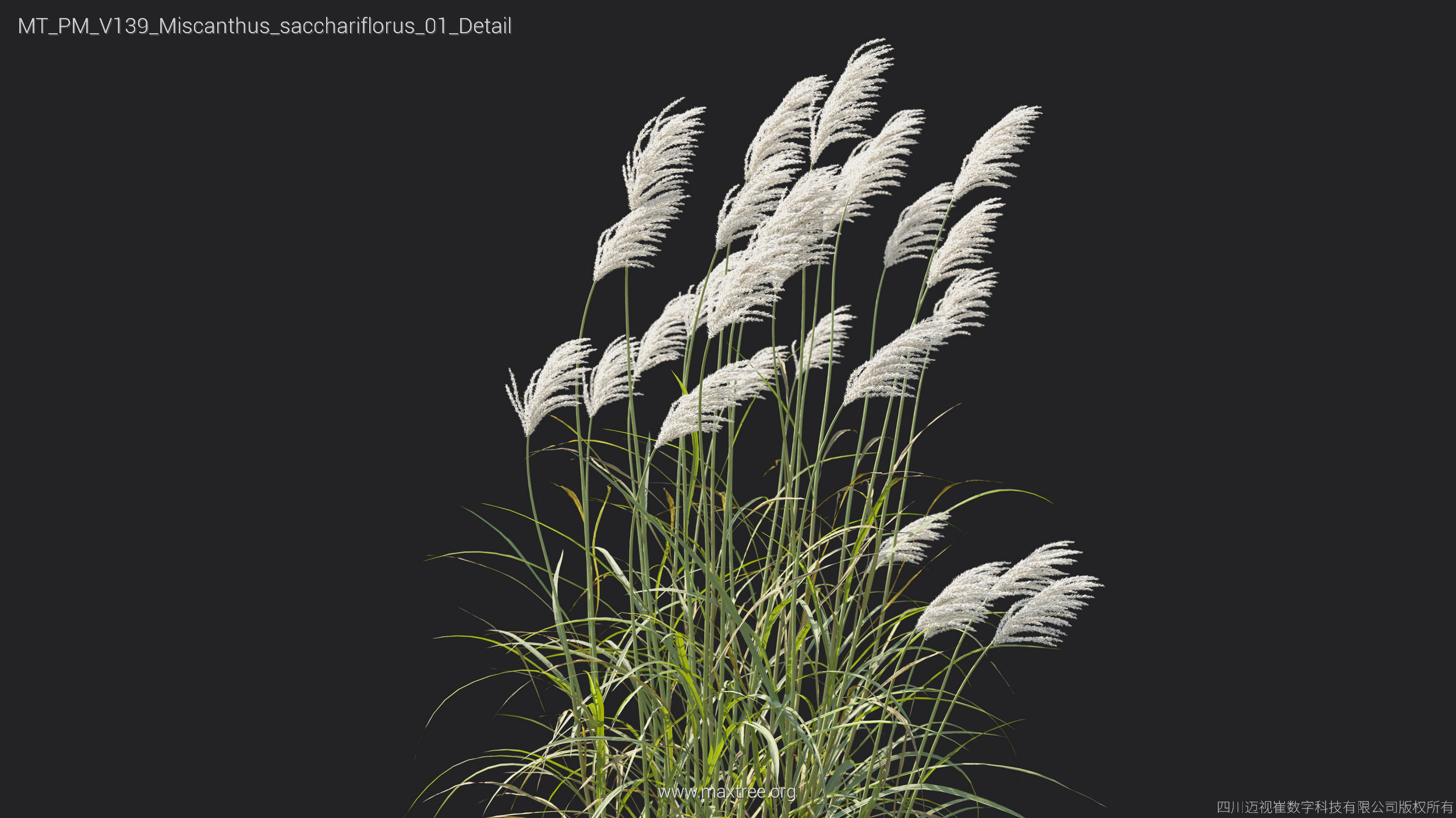 Maxtree Plant Models Vol 139 - Mesh 3D model_28