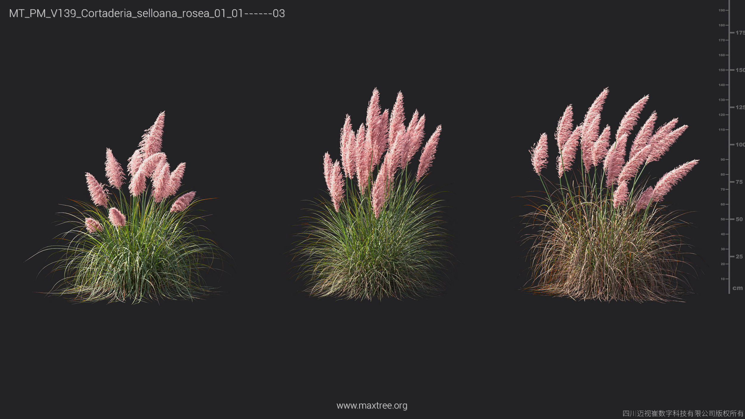 Maxtree Plant Models Vol 139 - Mesh 3D model_9