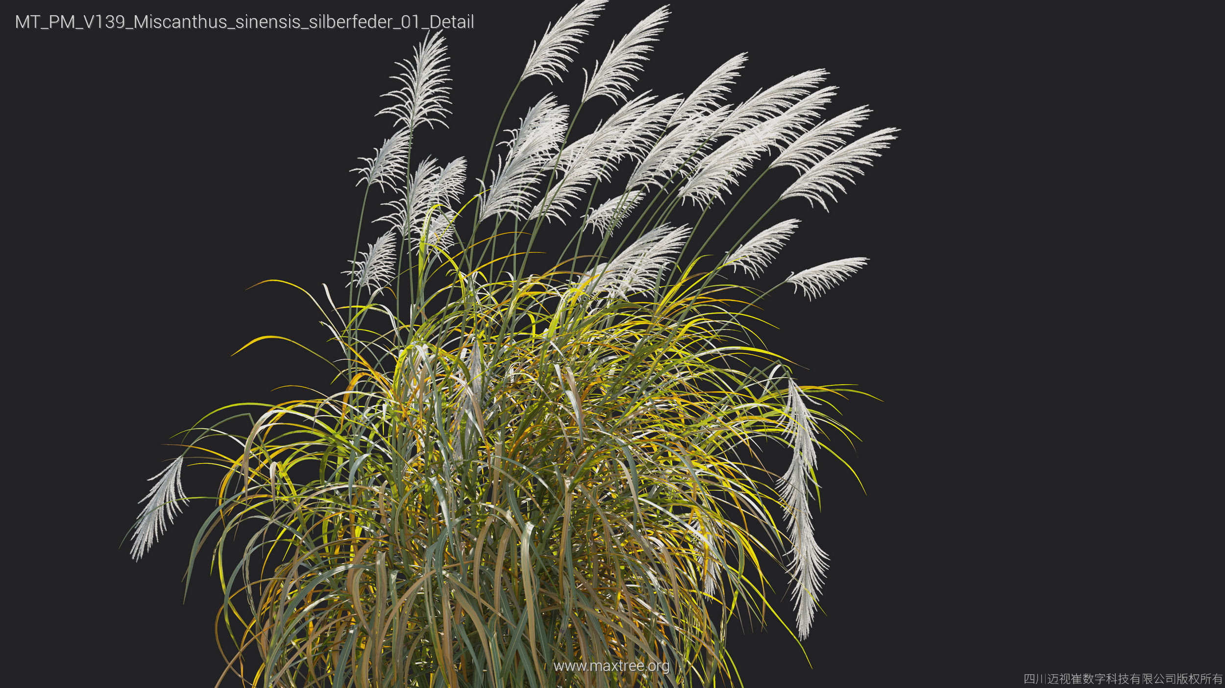 Maxtree Plant Models Vol 139 - Mesh 3D model_40