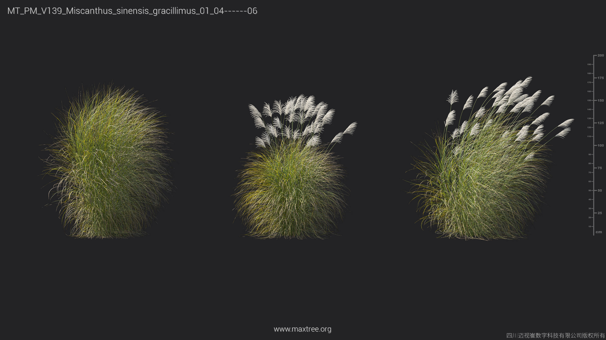 Maxtree Plant Models Vol 139 - Mesh 3D model_30