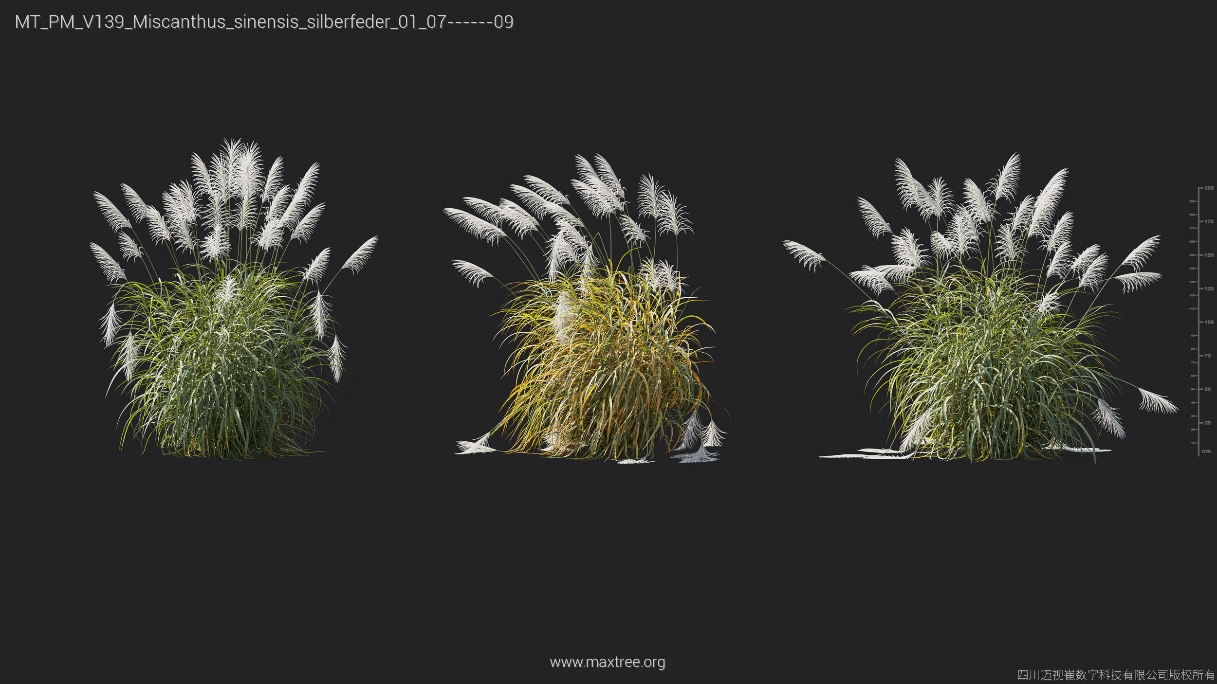 Maxtree Plant Models Vol 139 - Mesh 3D model_39