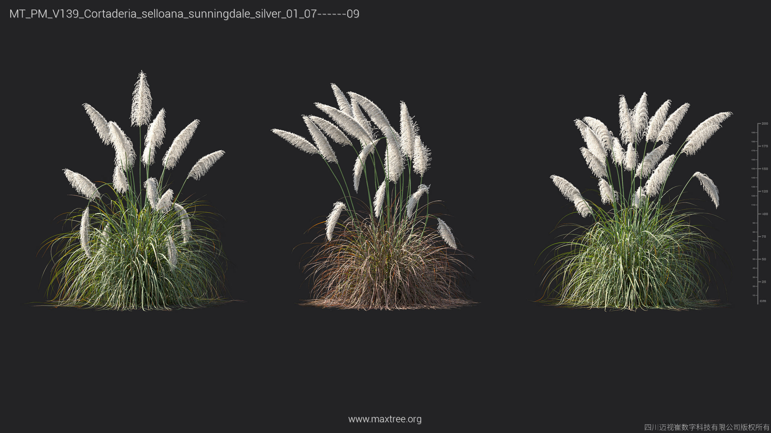 Maxtree Plant Models Vol 139 - Mesh 3D model_15