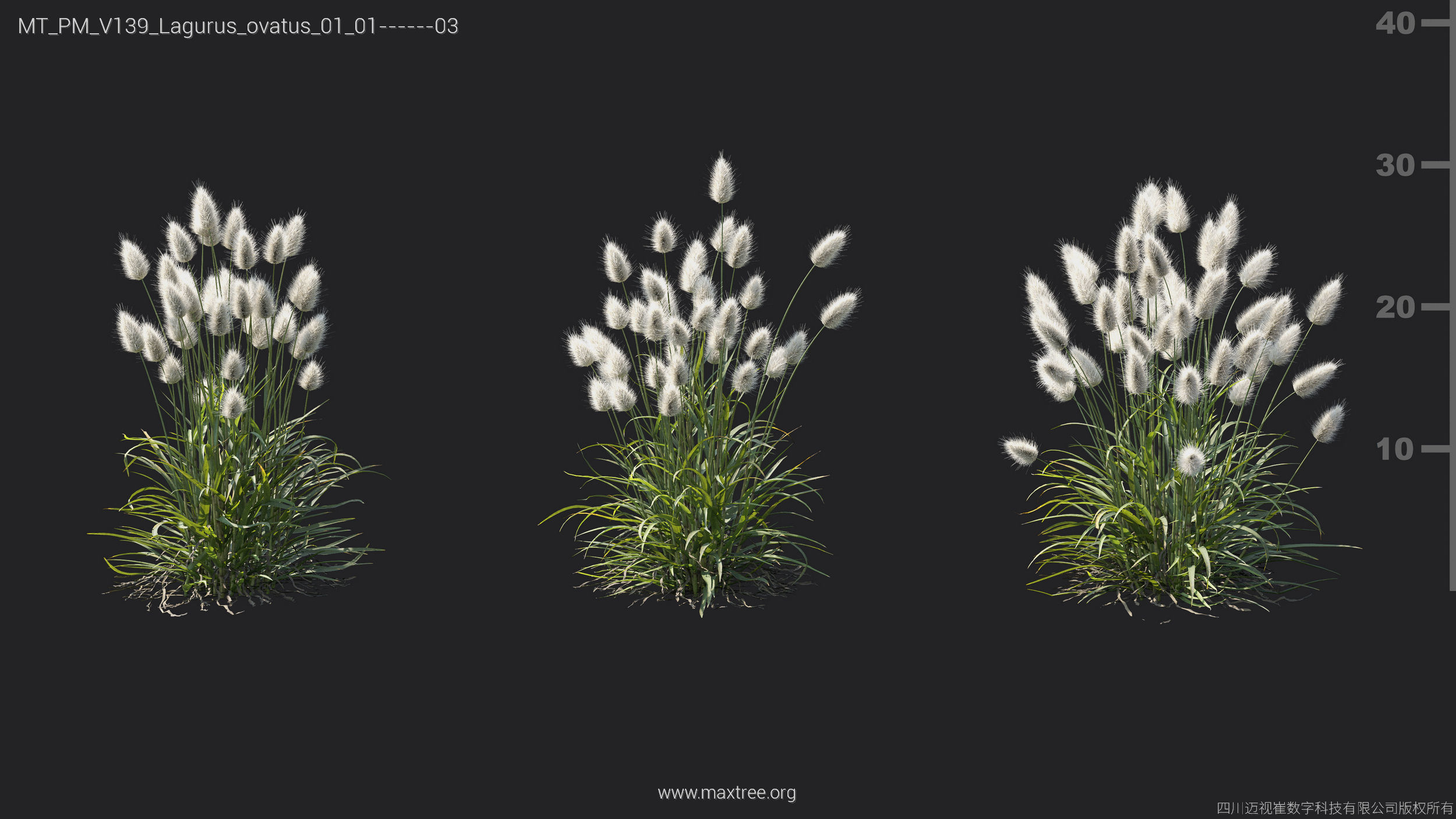 Maxtree Plant Models Vol 139 - Mesh 3D model_21