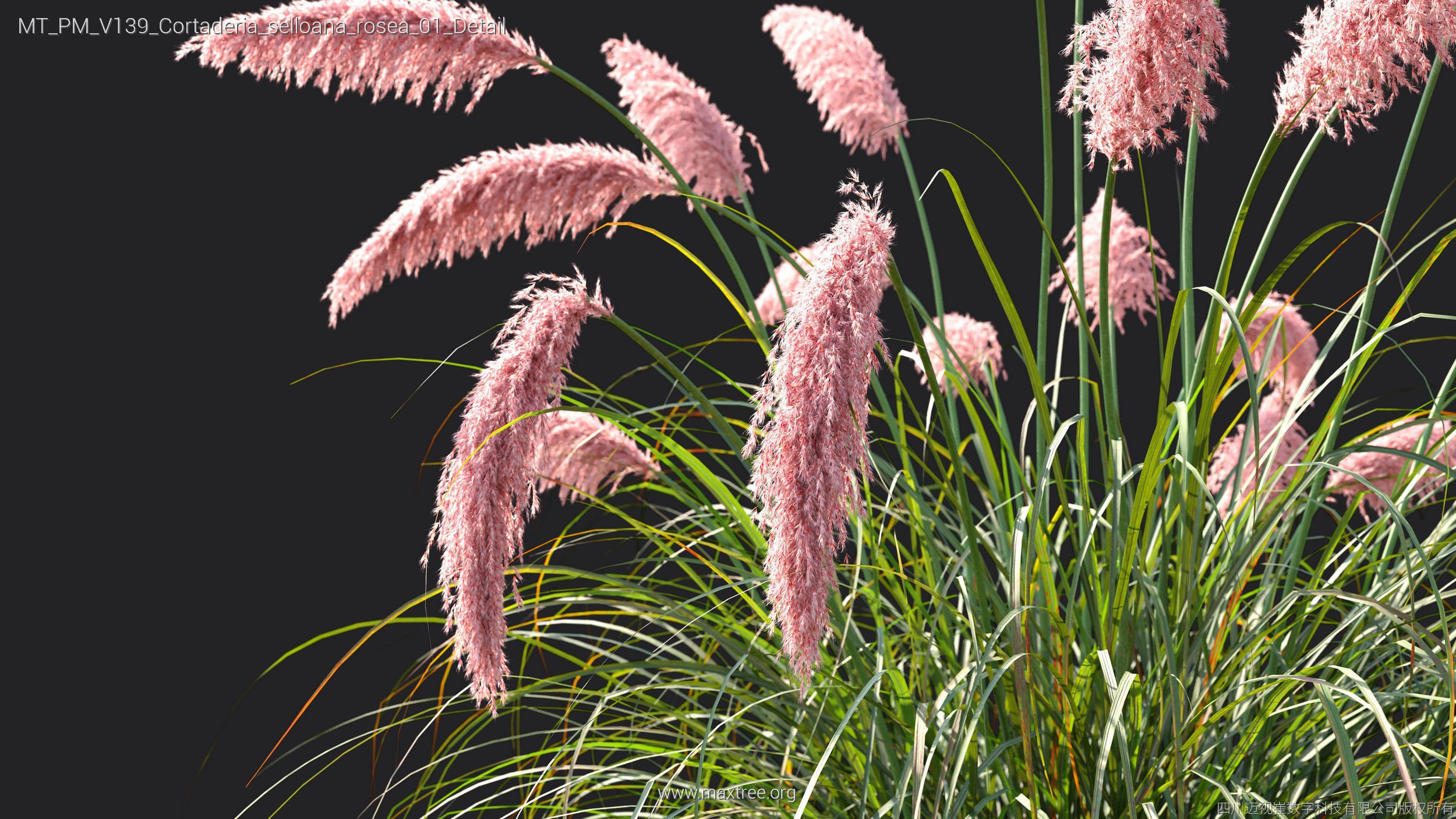 Maxtree Plant Models Vol 139 - Mesh 3D model_12