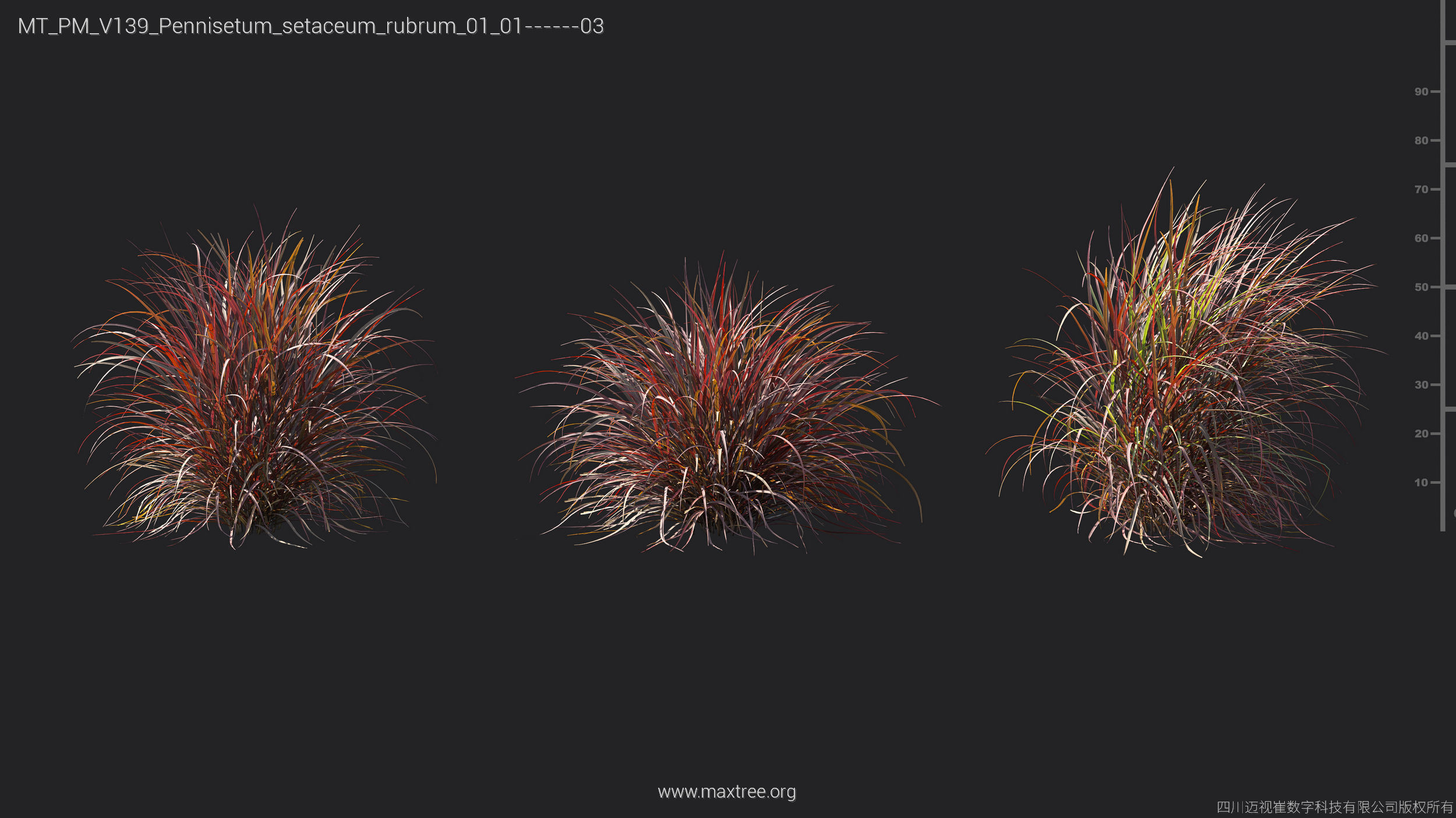 Maxtree Plant Models Vol 139 - Mesh 3D model_49