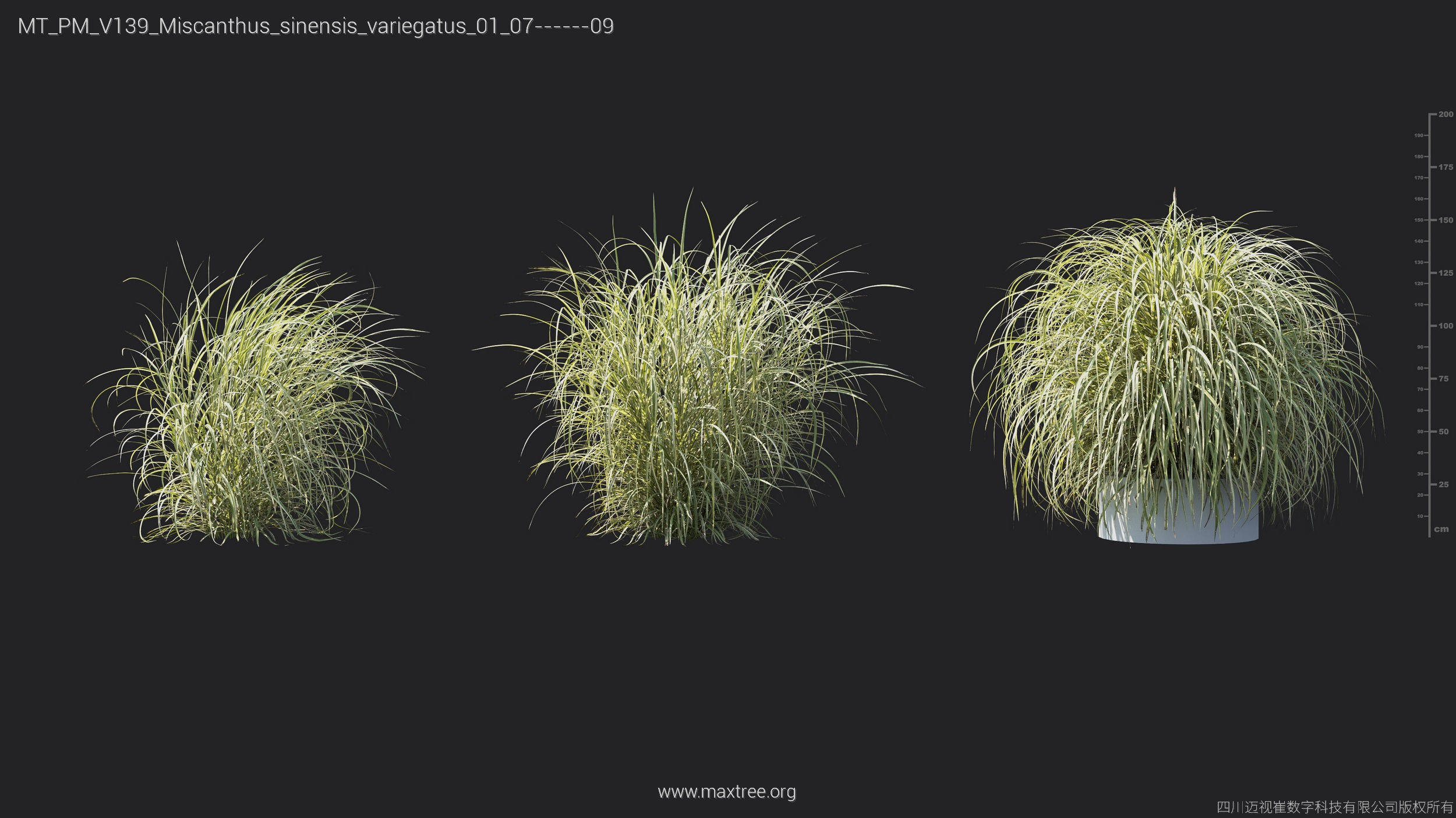 Maxtree Plant Models Vol 139 - Mesh 3D model_43