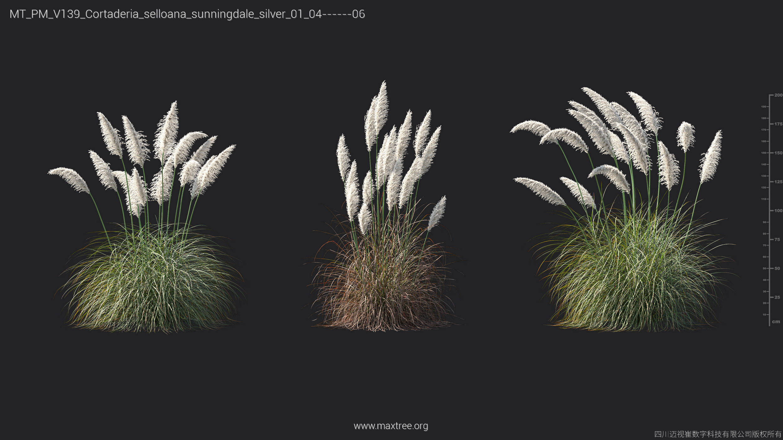 Maxtree Plant Models Vol 139 - Mesh 3D model_14
