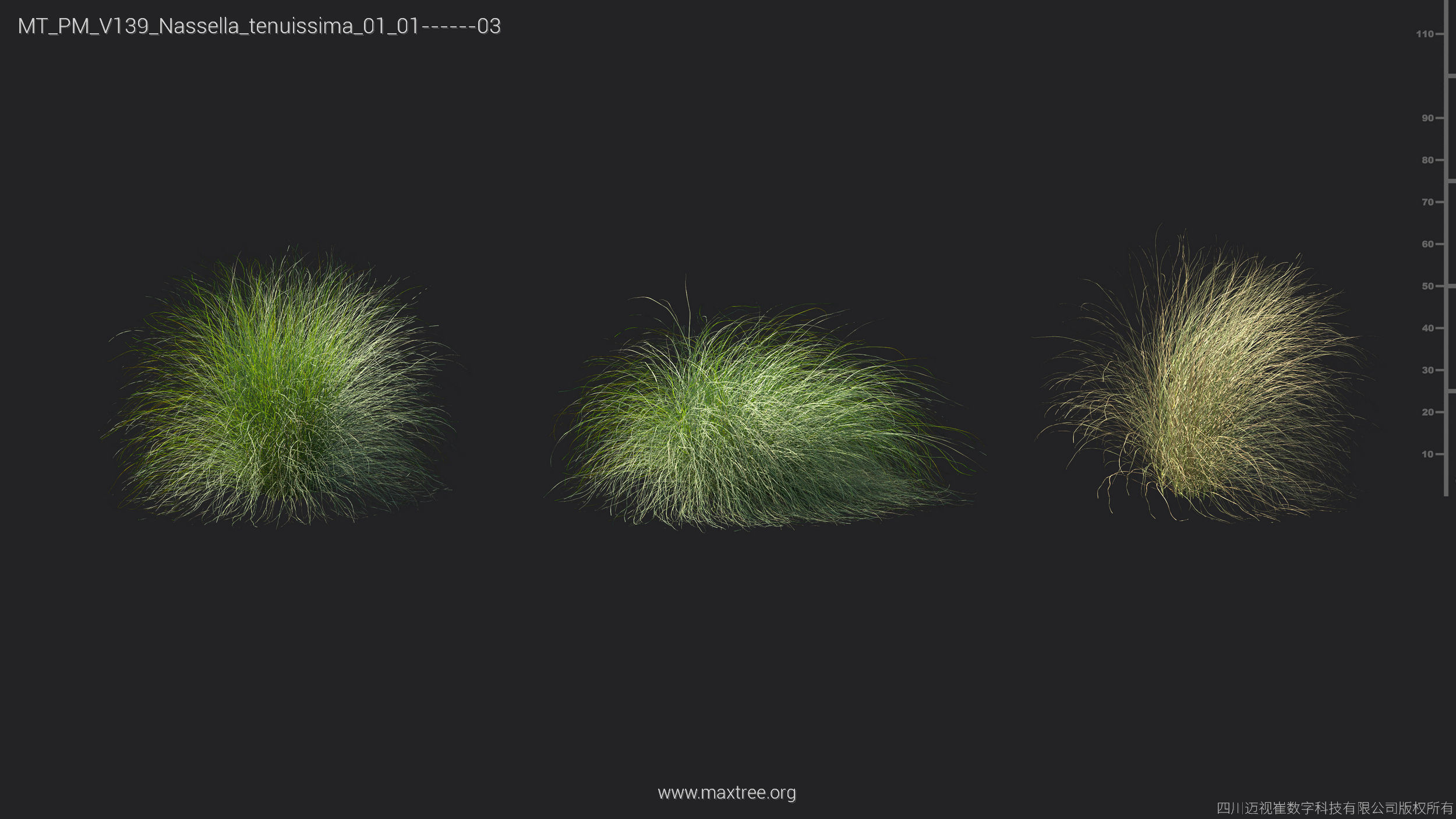 Maxtree Plant Models Vol 139 - Mesh 3D model_45