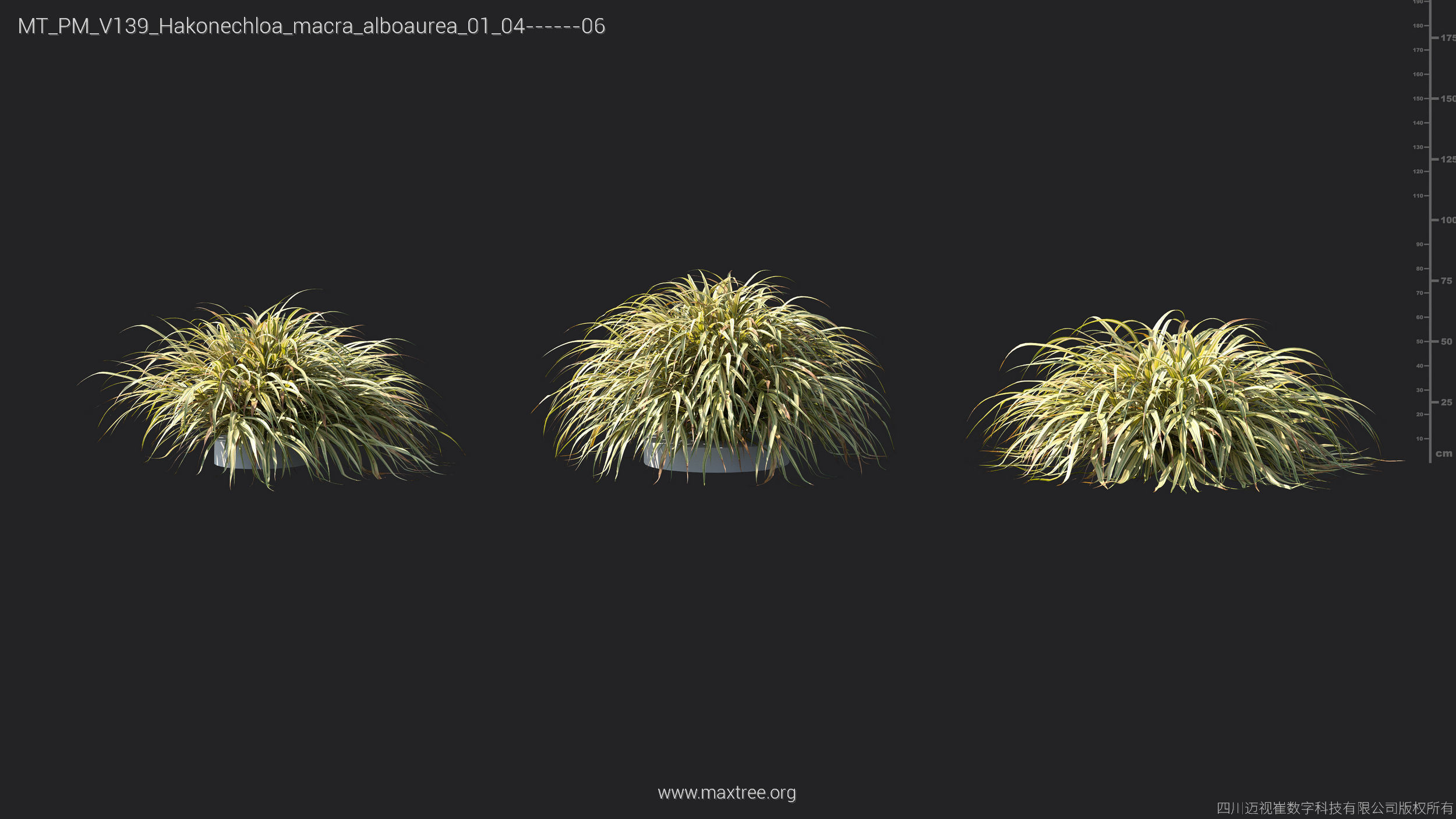 Maxtree Plant Models Vol 139 - Mesh 3D model_18