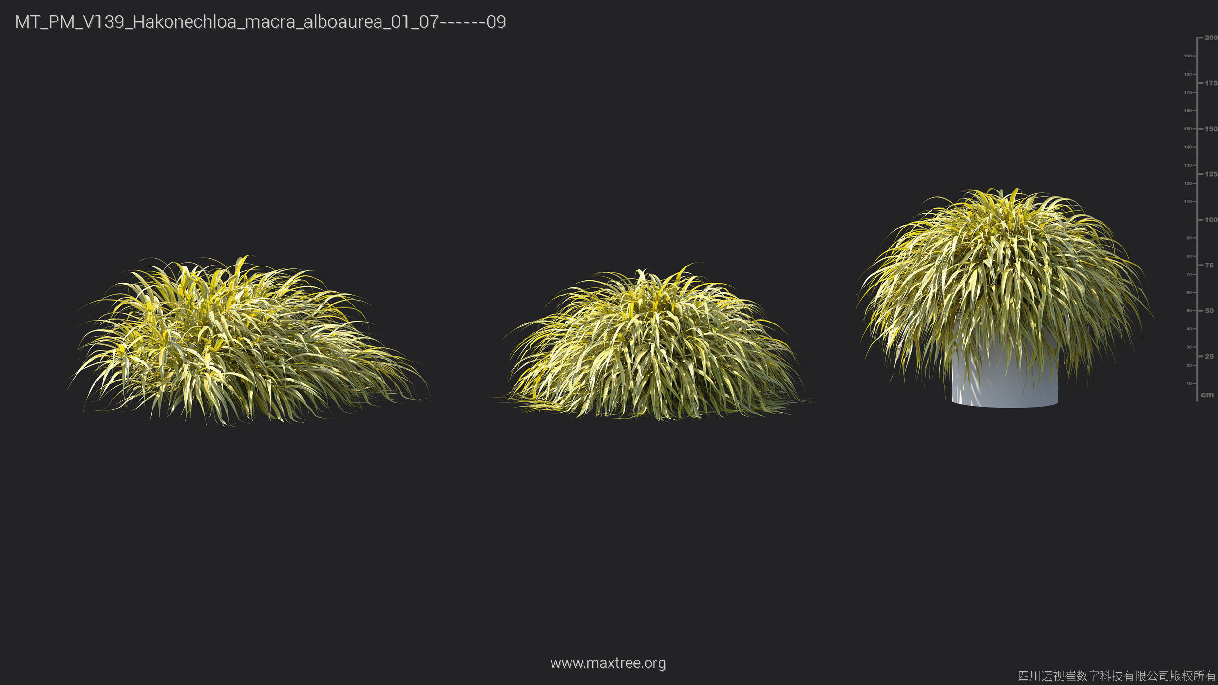 Maxtree Plant Models Vol 139 - Mesh 3D model_19