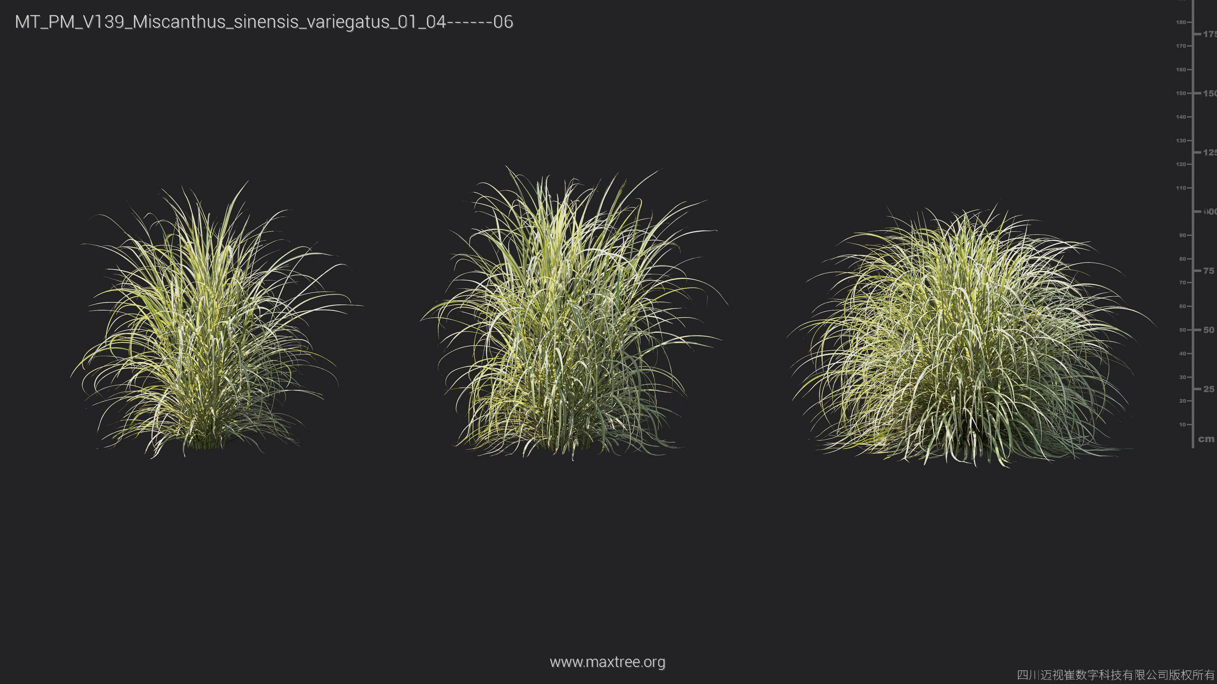 Maxtree Plant Models Vol 139 - Mesh 3D model_42