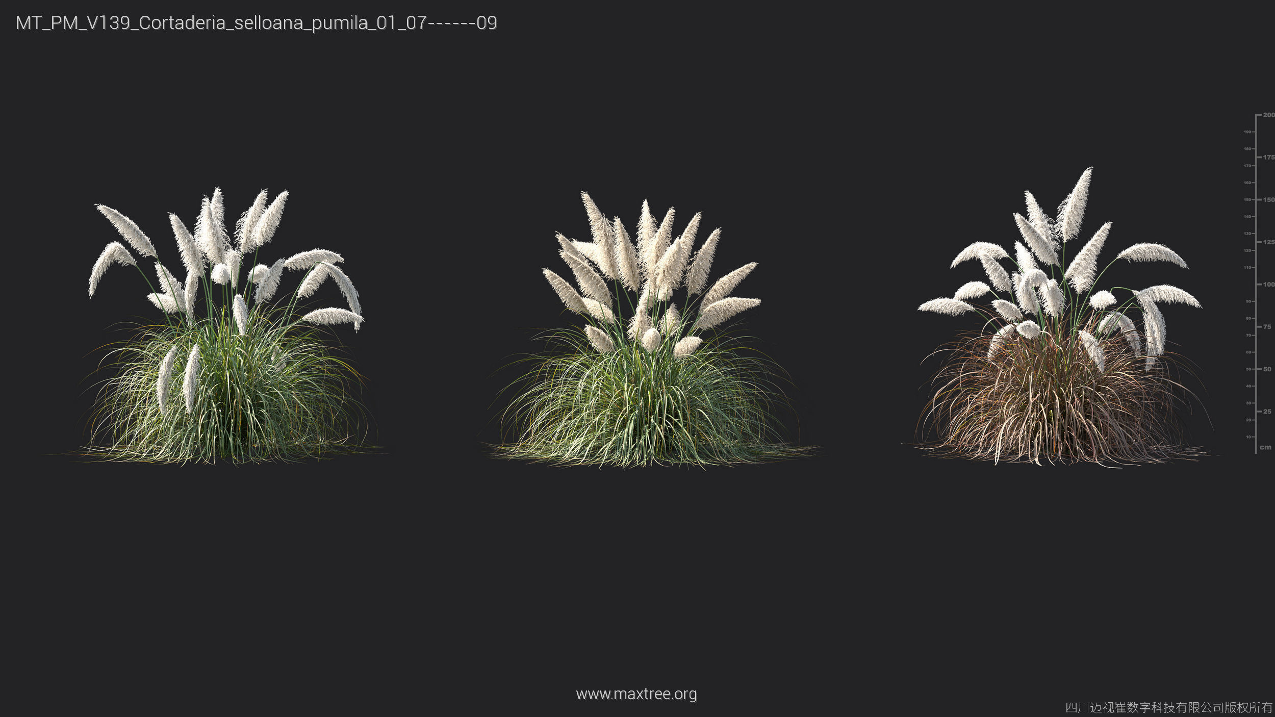 Maxtree Plant Models Vol 139 - Mesh 3D model_7