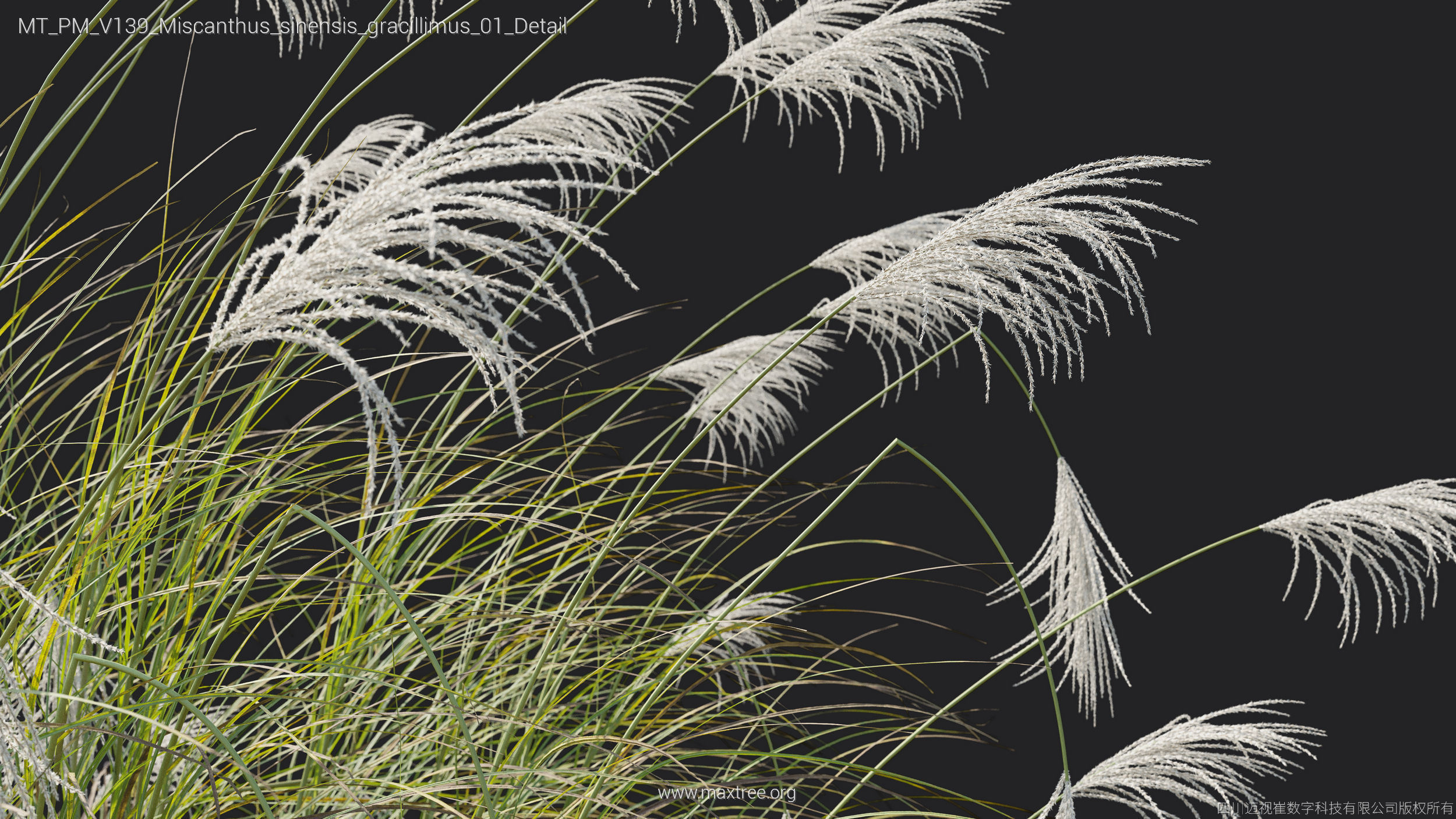 Maxtree Plant Models Vol 139 - Mesh 3D model_32