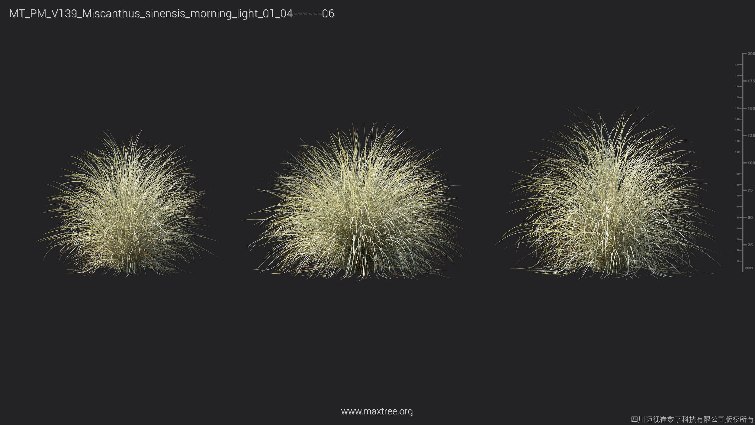 Maxtree Plant Models Vol 139 - Mesh 3D model_34