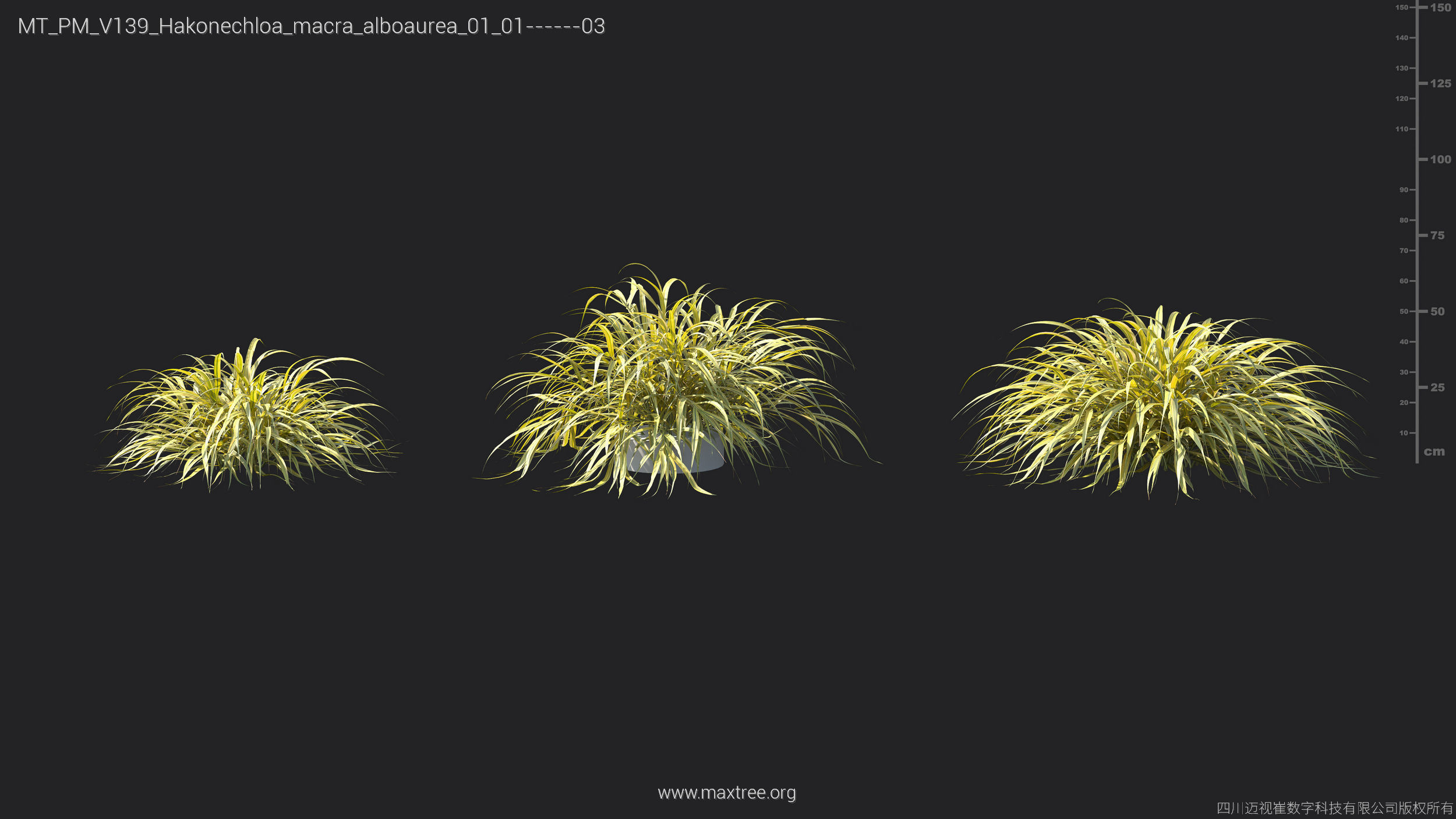 Maxtree Plant Models Vol 139 - Mesh 3D model_17