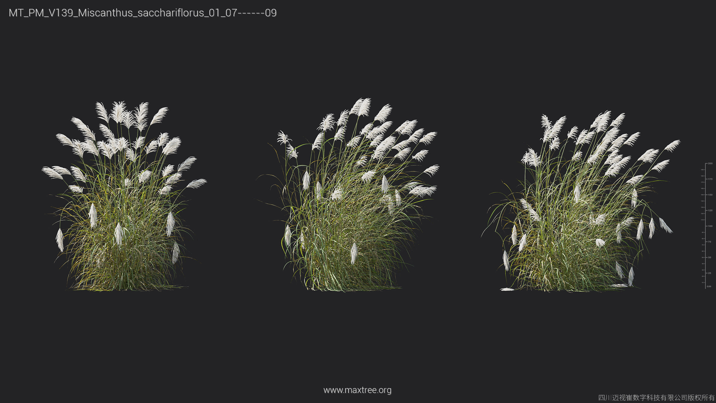 Maxtree Plant Models Vol 139 - Mesh 3D model_27