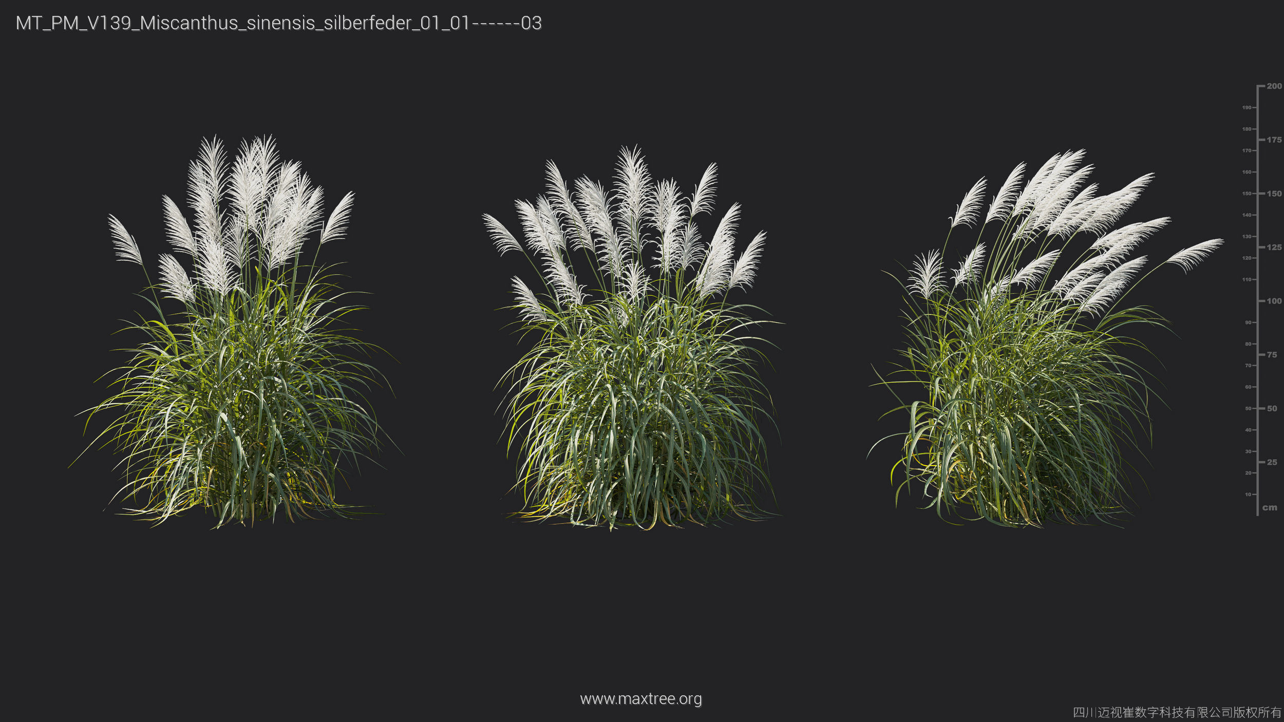 Maxtree Plant Models Vol 139 - Mesh 3D model_37