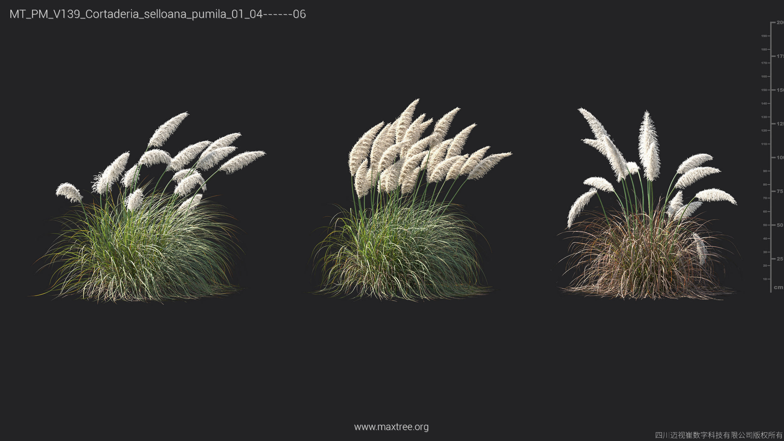 Maxtree Plant Models Vol 139 - Mesh 3D model_6