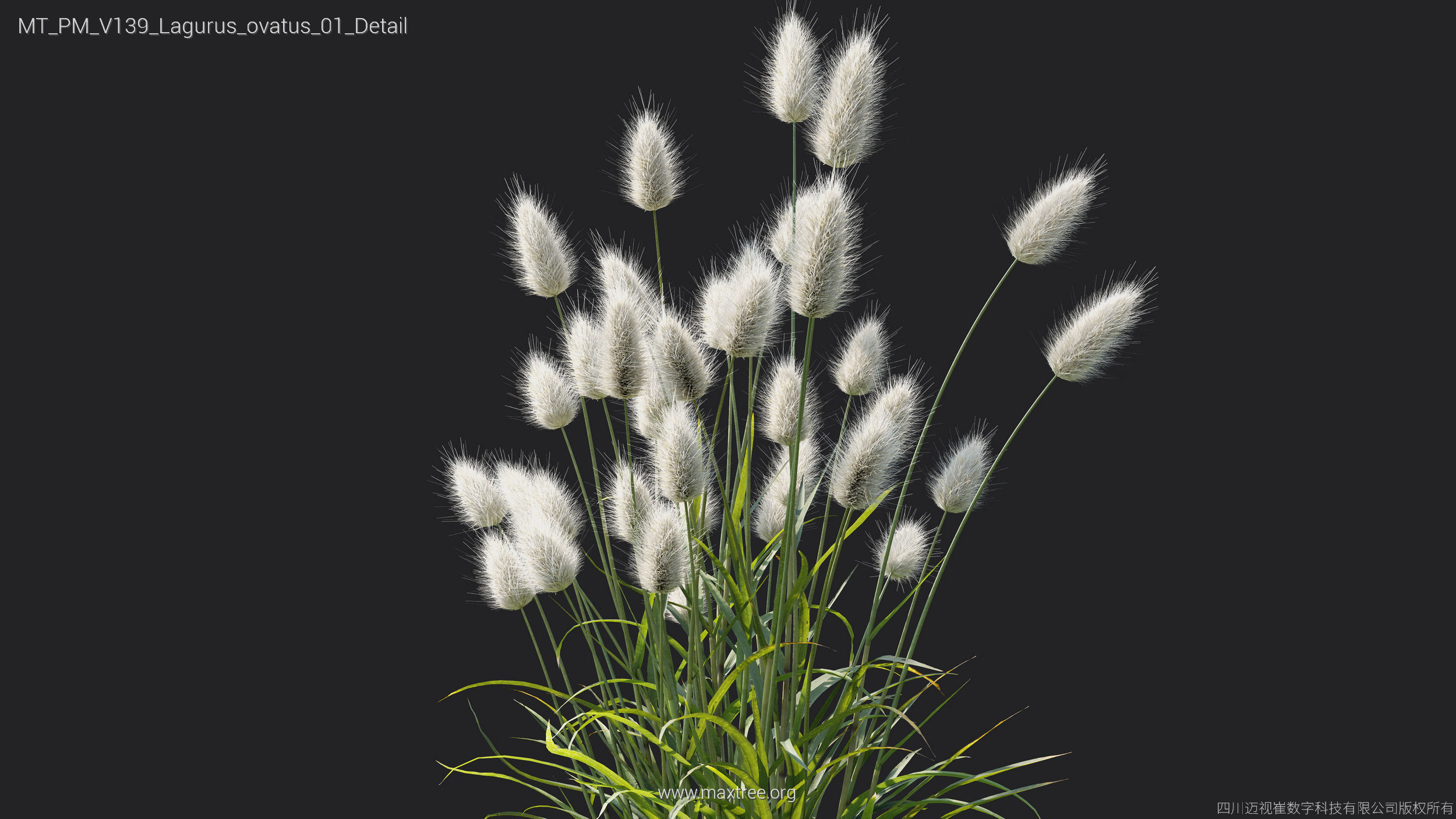 Maxtree Plant Models Vol 139 - Mesh 3D model_24