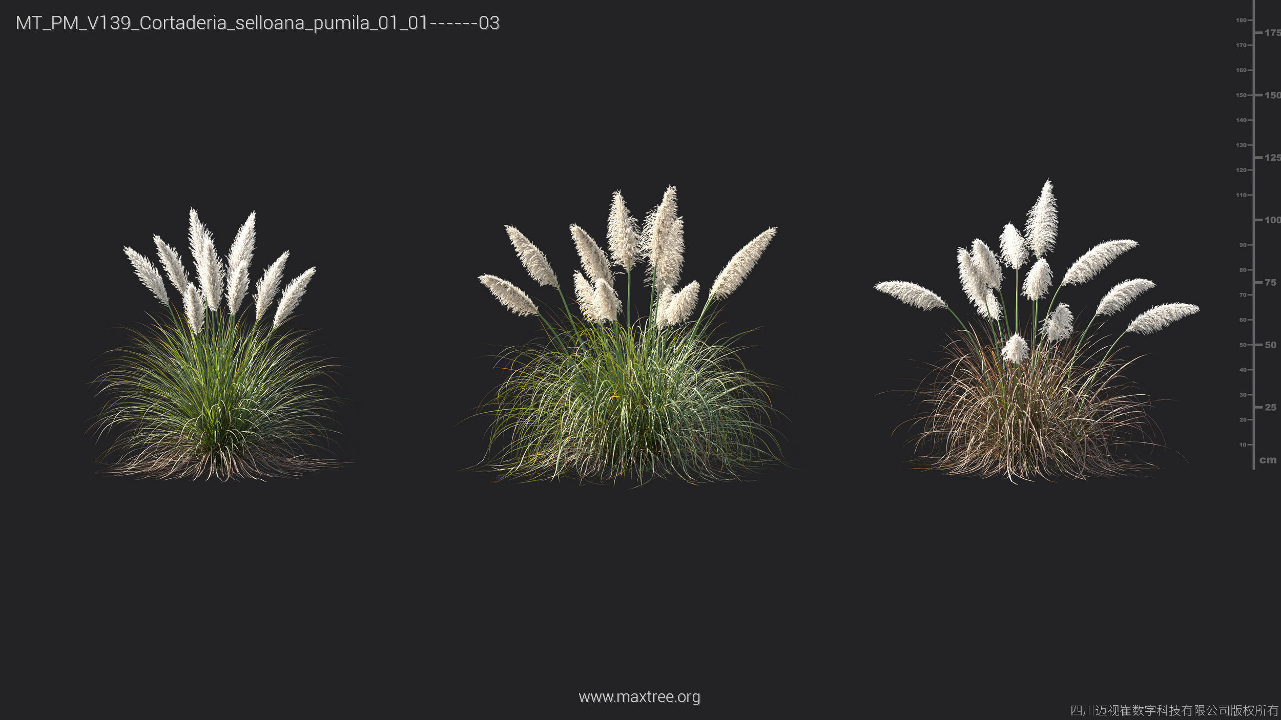 Maxtree Plant Models Vol 139 - Mesh 3D model_5