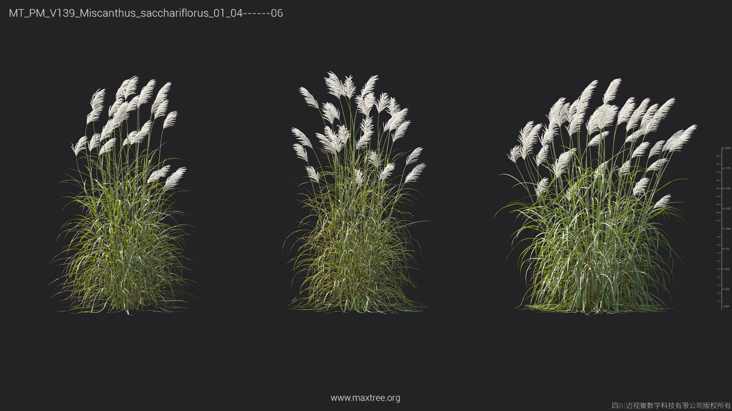 Maxtree Plant Models Vol 139 - Mesh 3D model_26