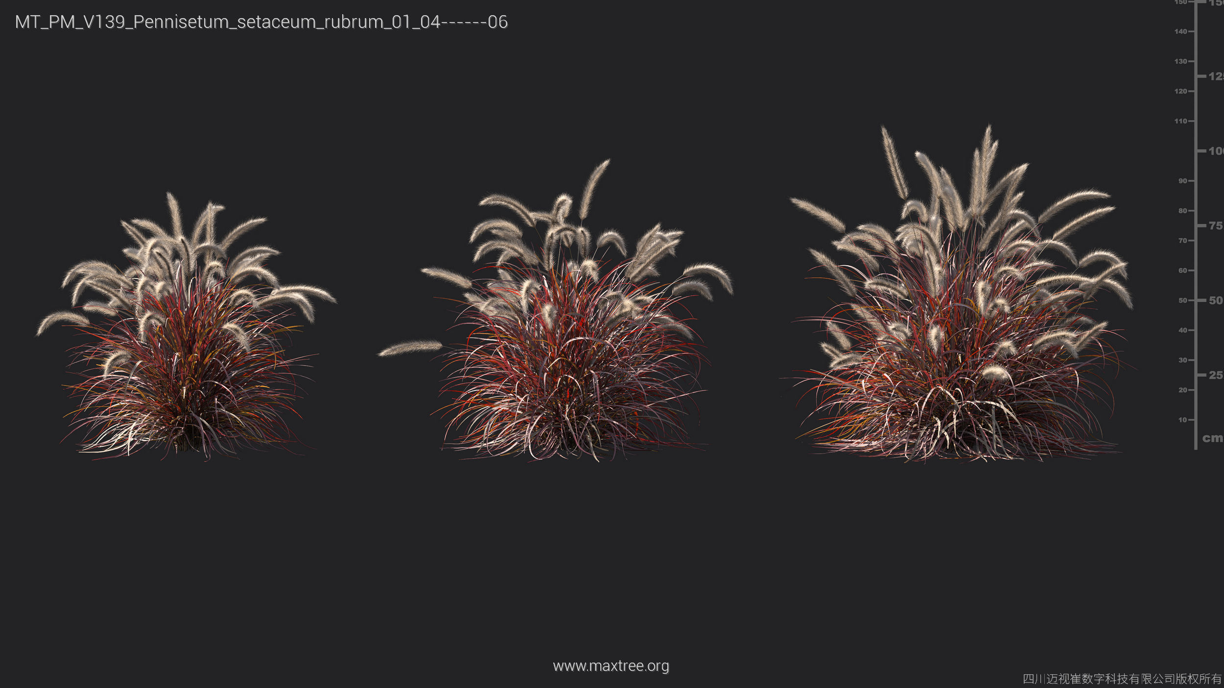 Maxtree Plant Models Vol 139 - Mesh 3D model_50