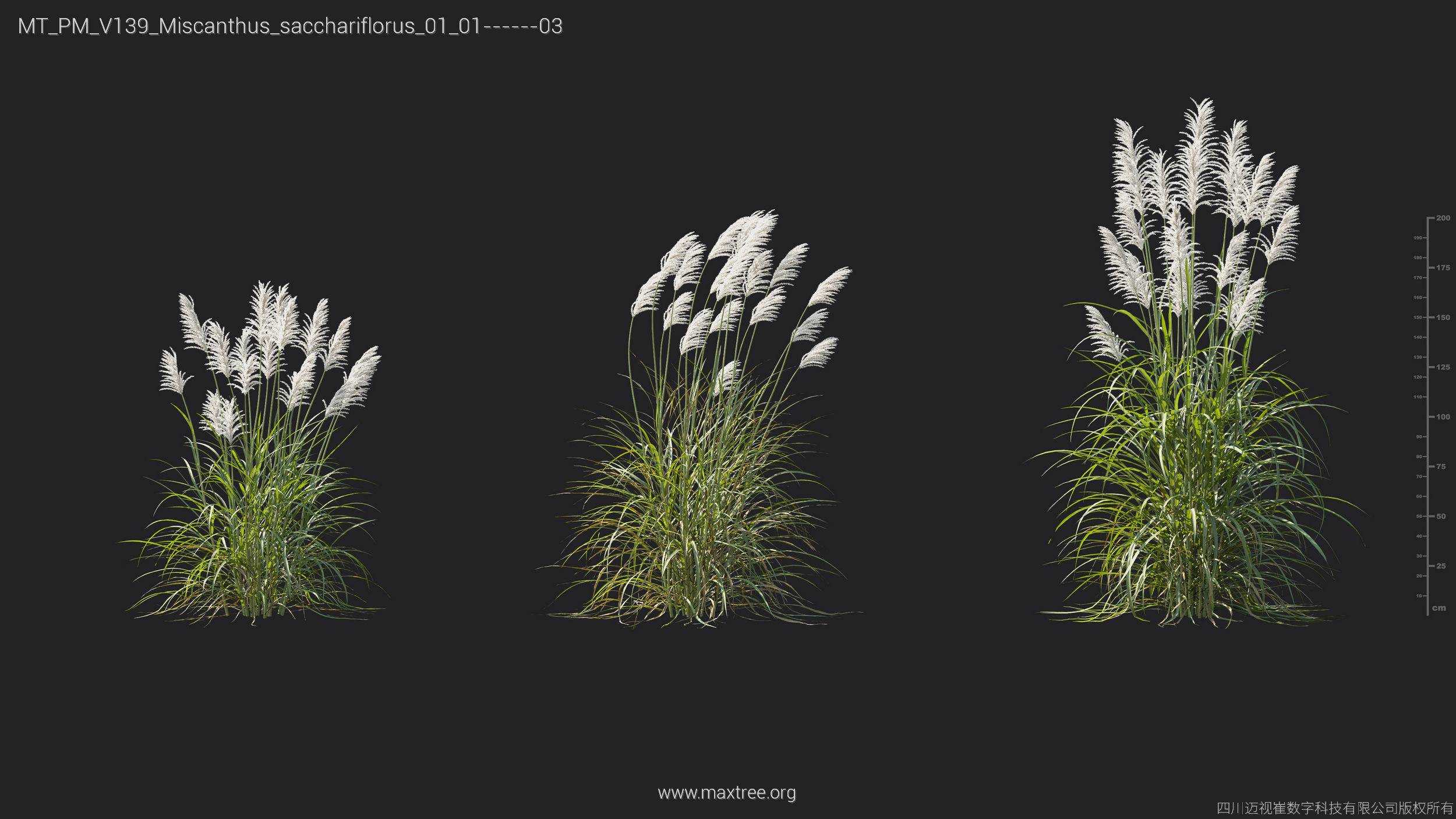 Maxtree Plant Models Vol 139 - Mesh 3D model_25