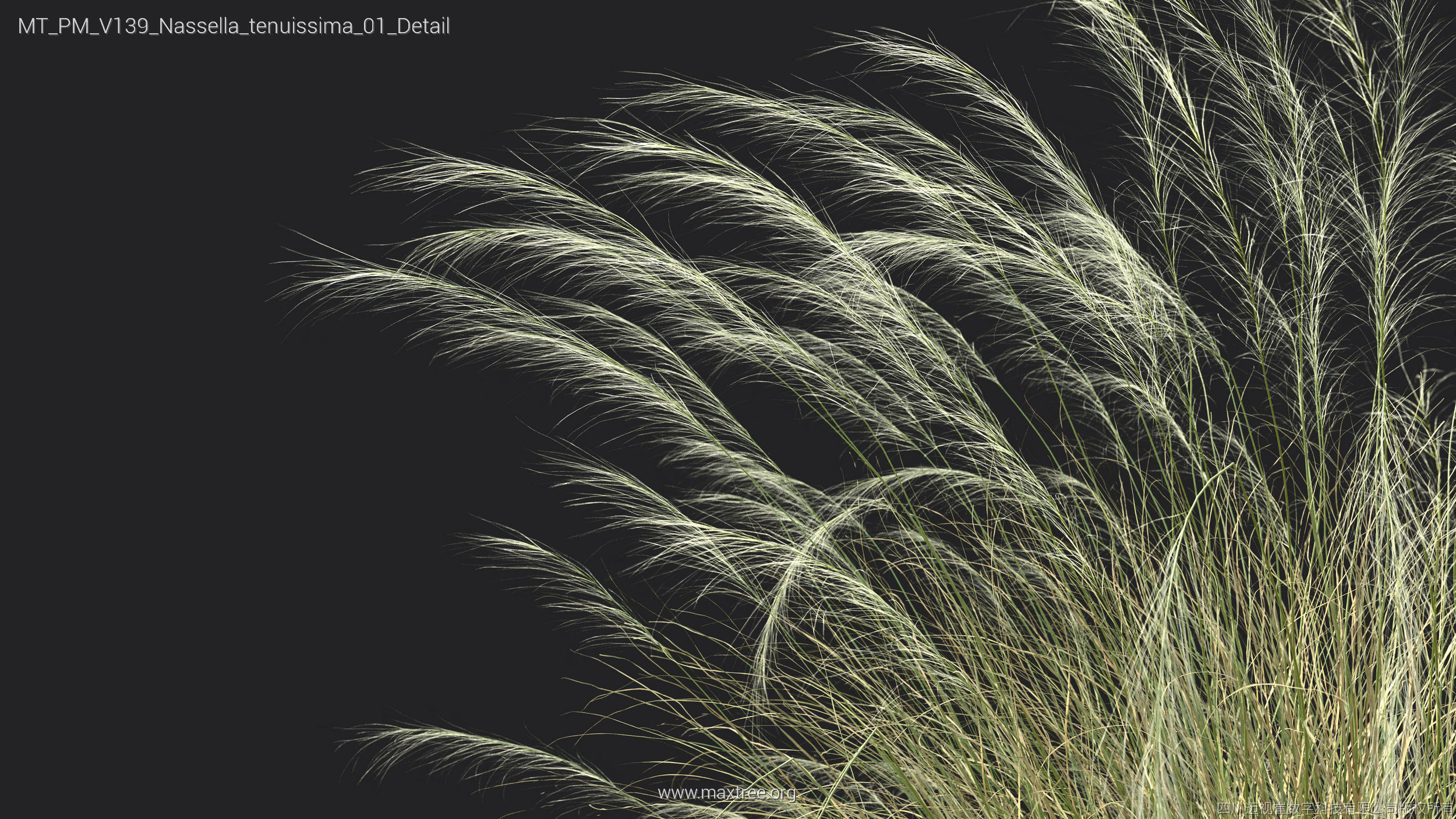 Maxtree Plant Models Vol 139 - Mesh 3D model_48