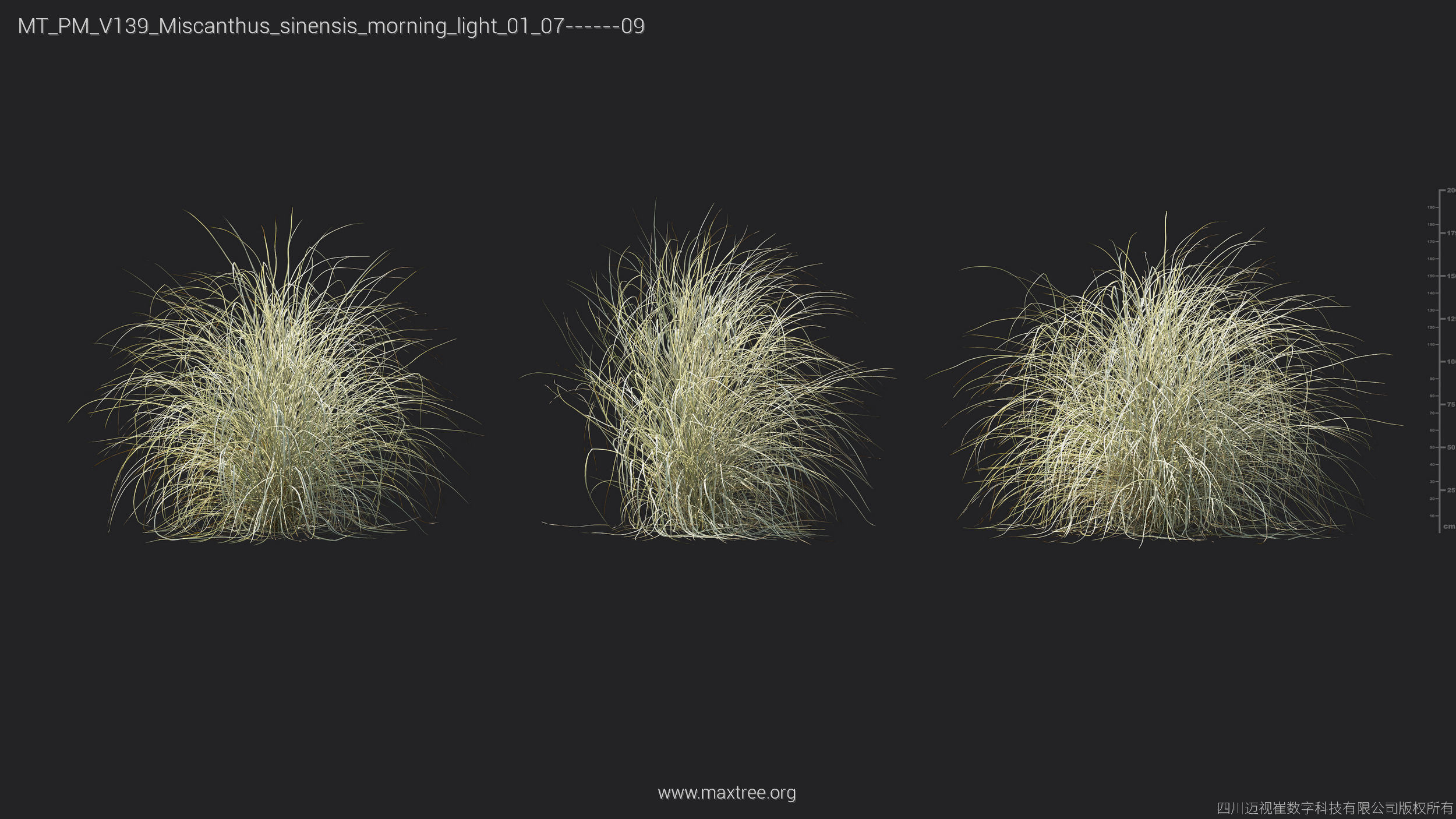 Maxtree Plant Models Vol 139 - Mesh 3D model_35