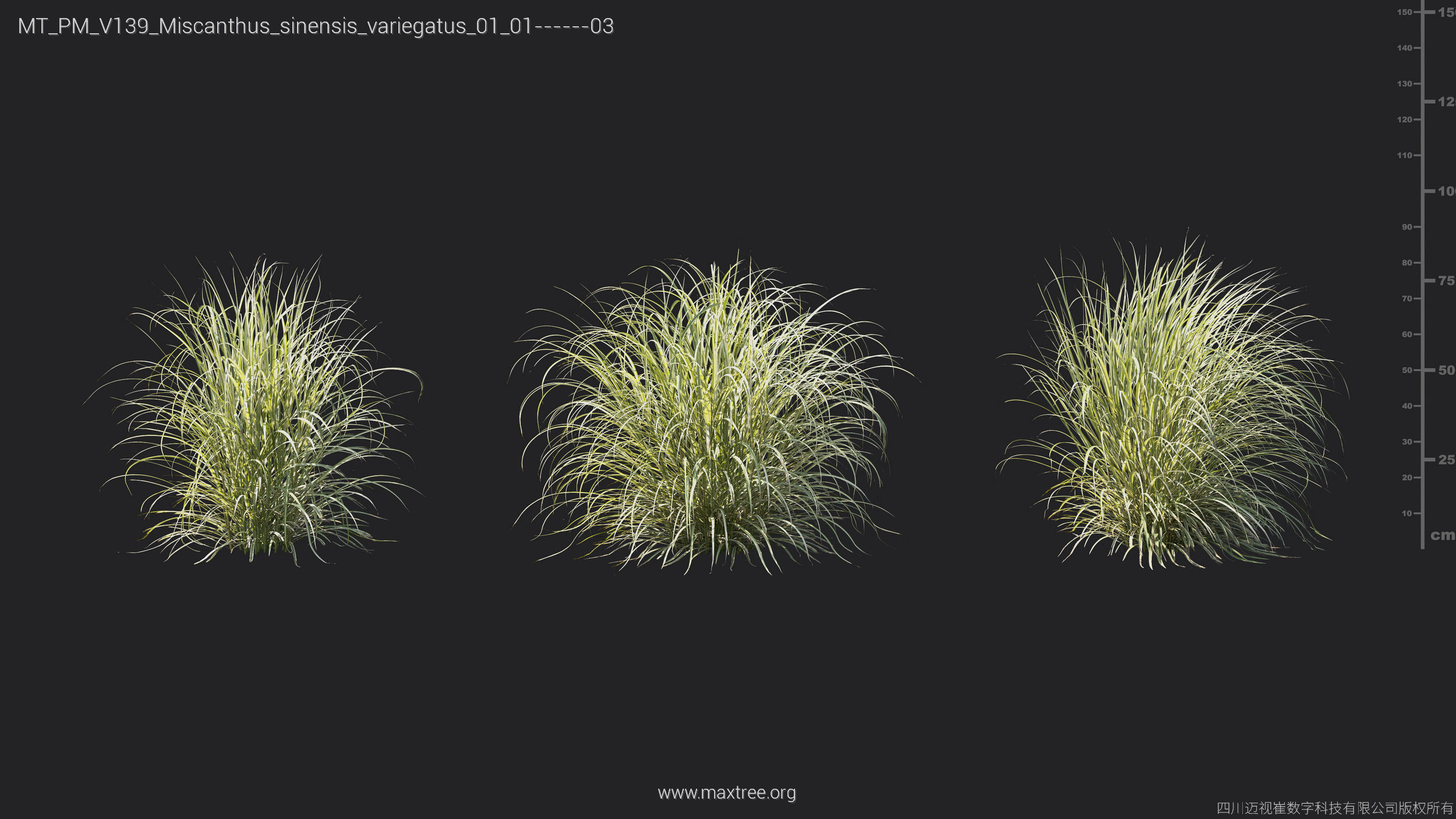 Maxtree Plant Models Vol 139 - Mesh 3D model_41