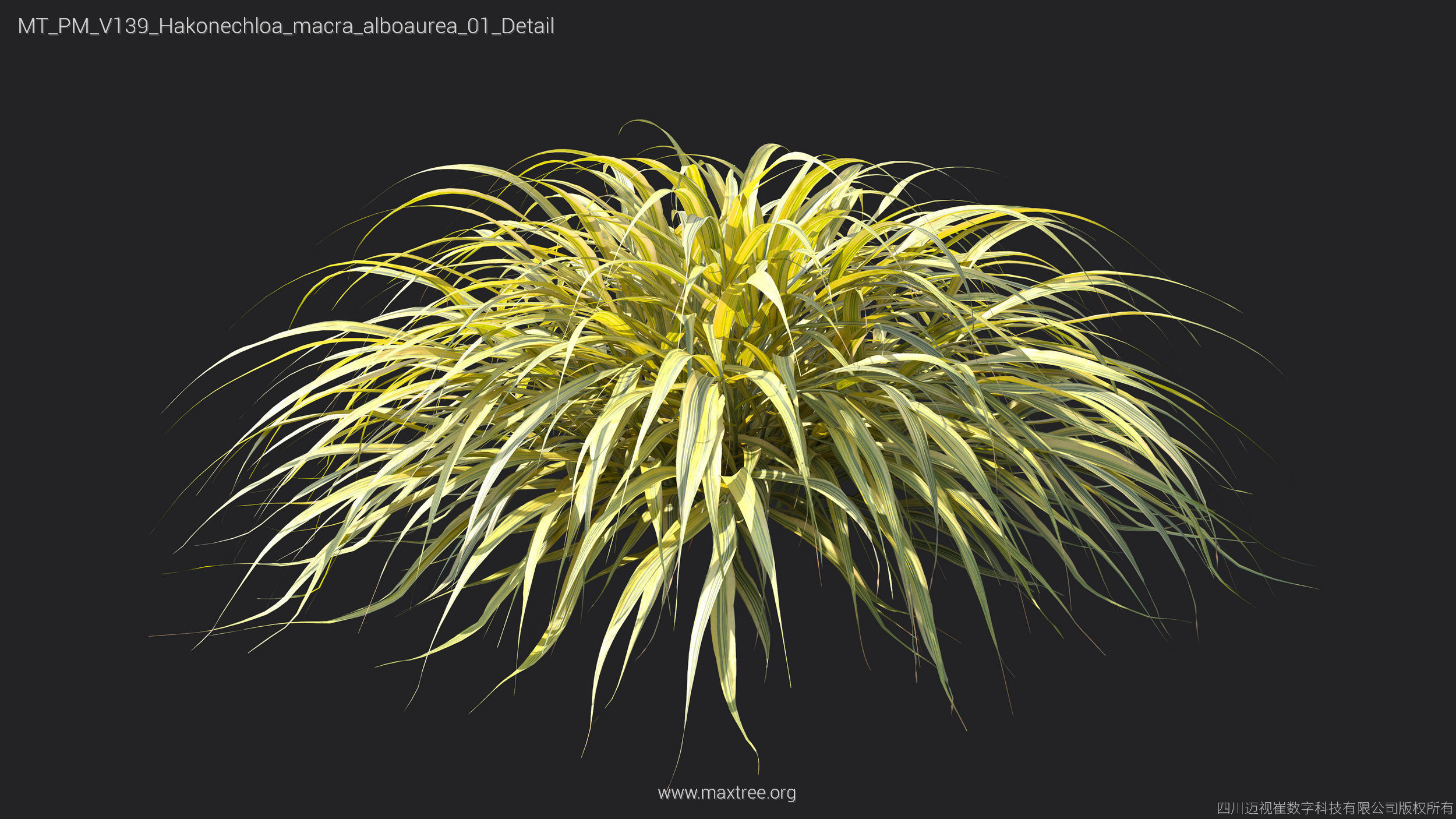 Maxtree Plant Models Vol 139 - Mesh 3D model_20