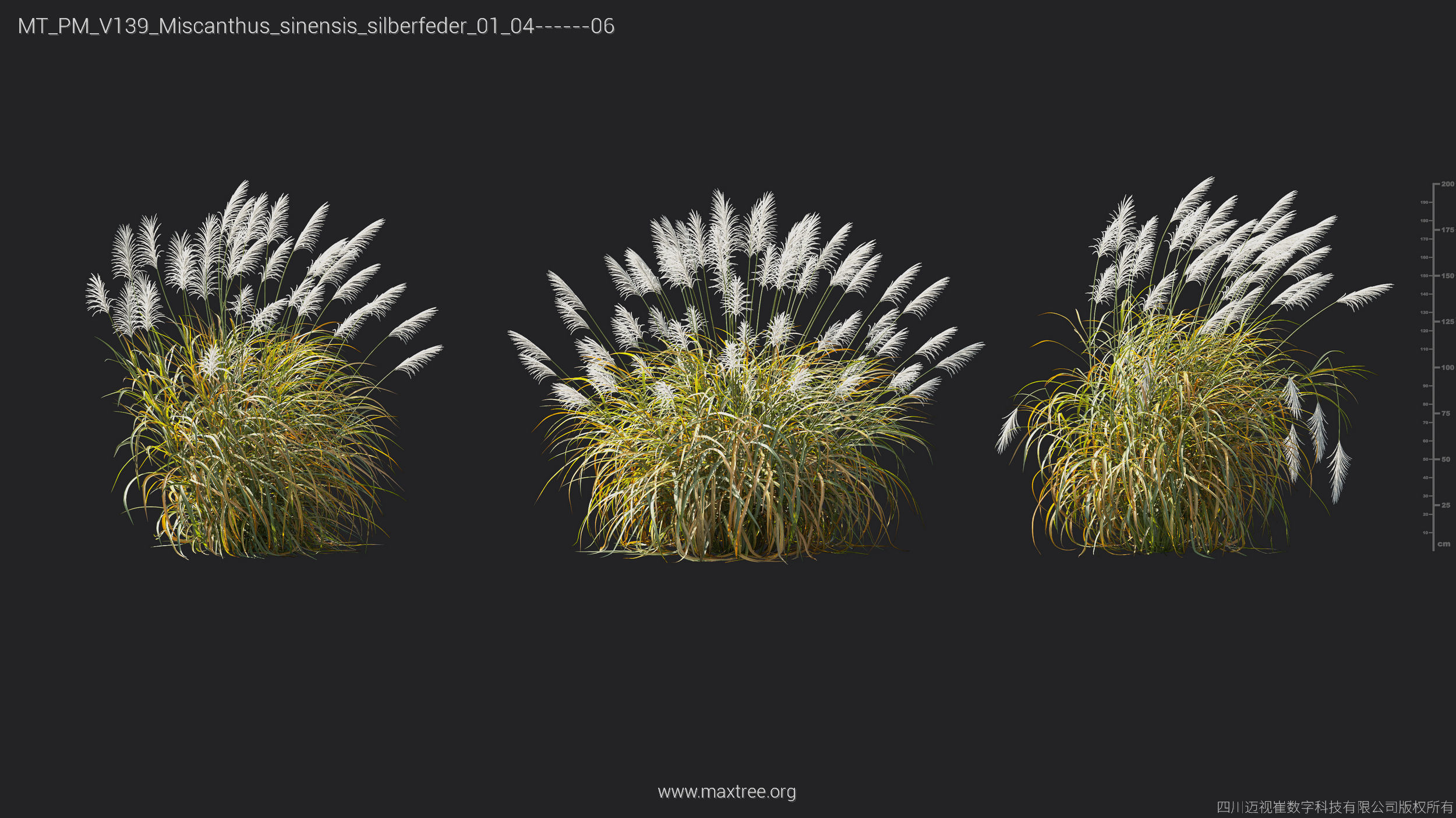 Maxtree Plant Models Vol 139 - Mesh 3D model_38