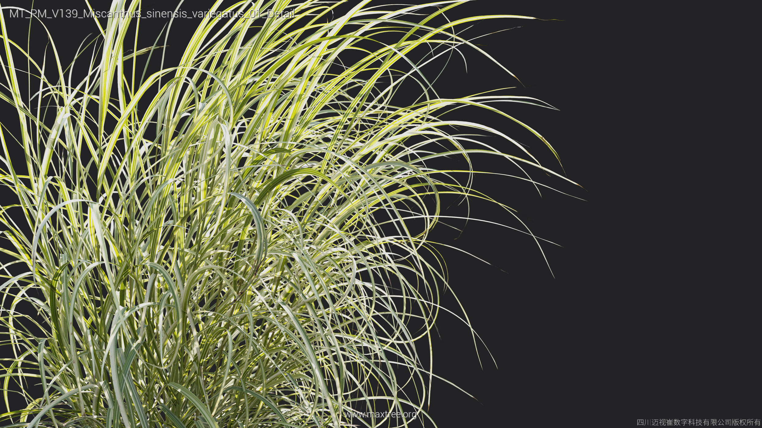 Maxtree Plant Models Vol 139 - Mesh 3D model_44