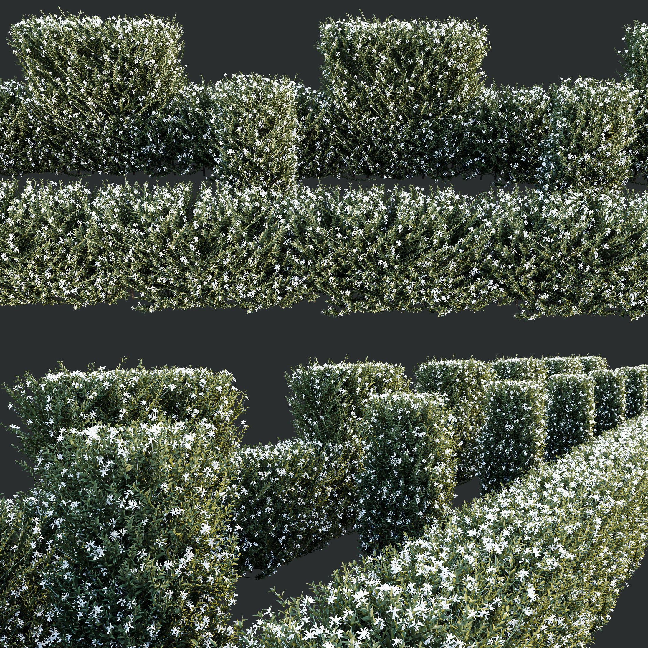 Gray Box Westringia Fruticosa Coastal Rosemary Flower Set03 3D model_1