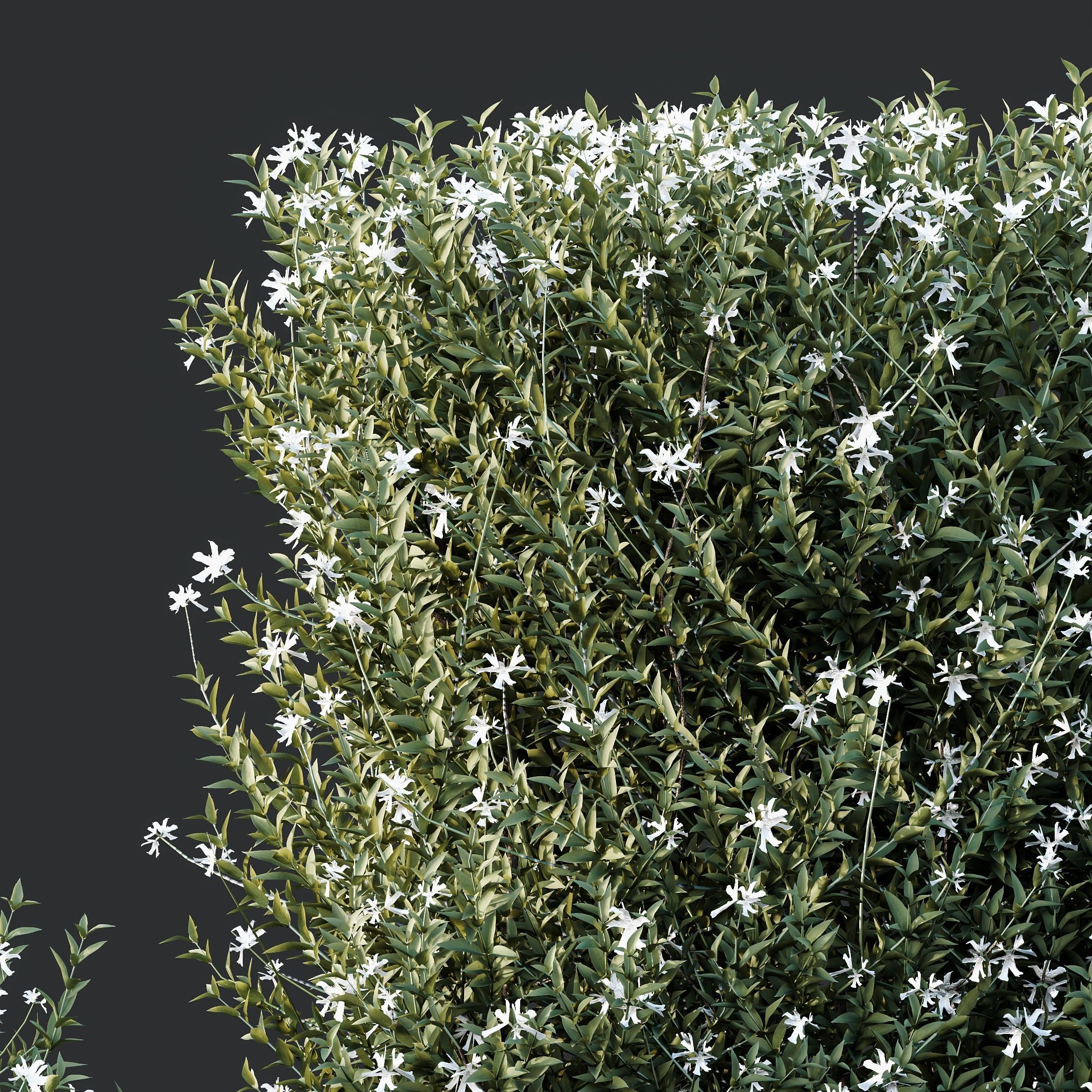 Gray Box Westringia Fruticosa Coastal Rosemary Flower Set03 3D model_2