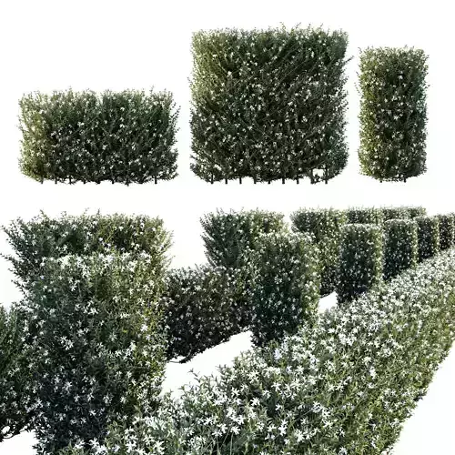 Gray Box Westringia Fruticosa Coastal Rosemary Flower Set03 3D model
