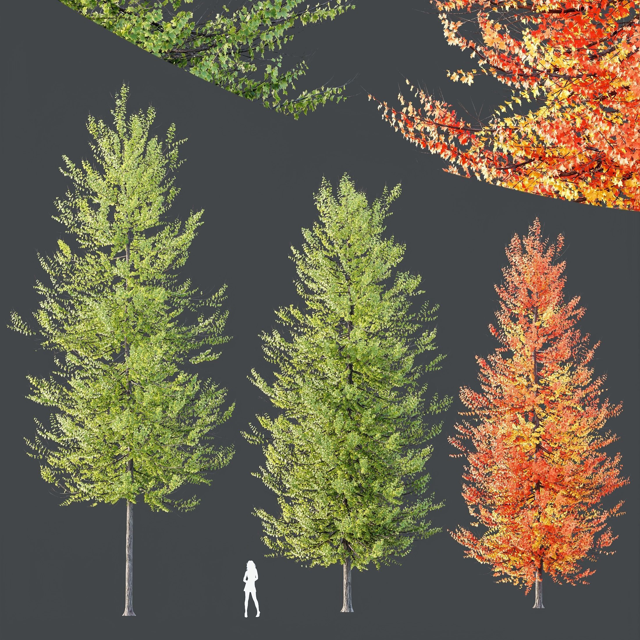 Plants Acer X freemanii Freeman Maple Sapindaceae Umbrella Set02 3D model_1